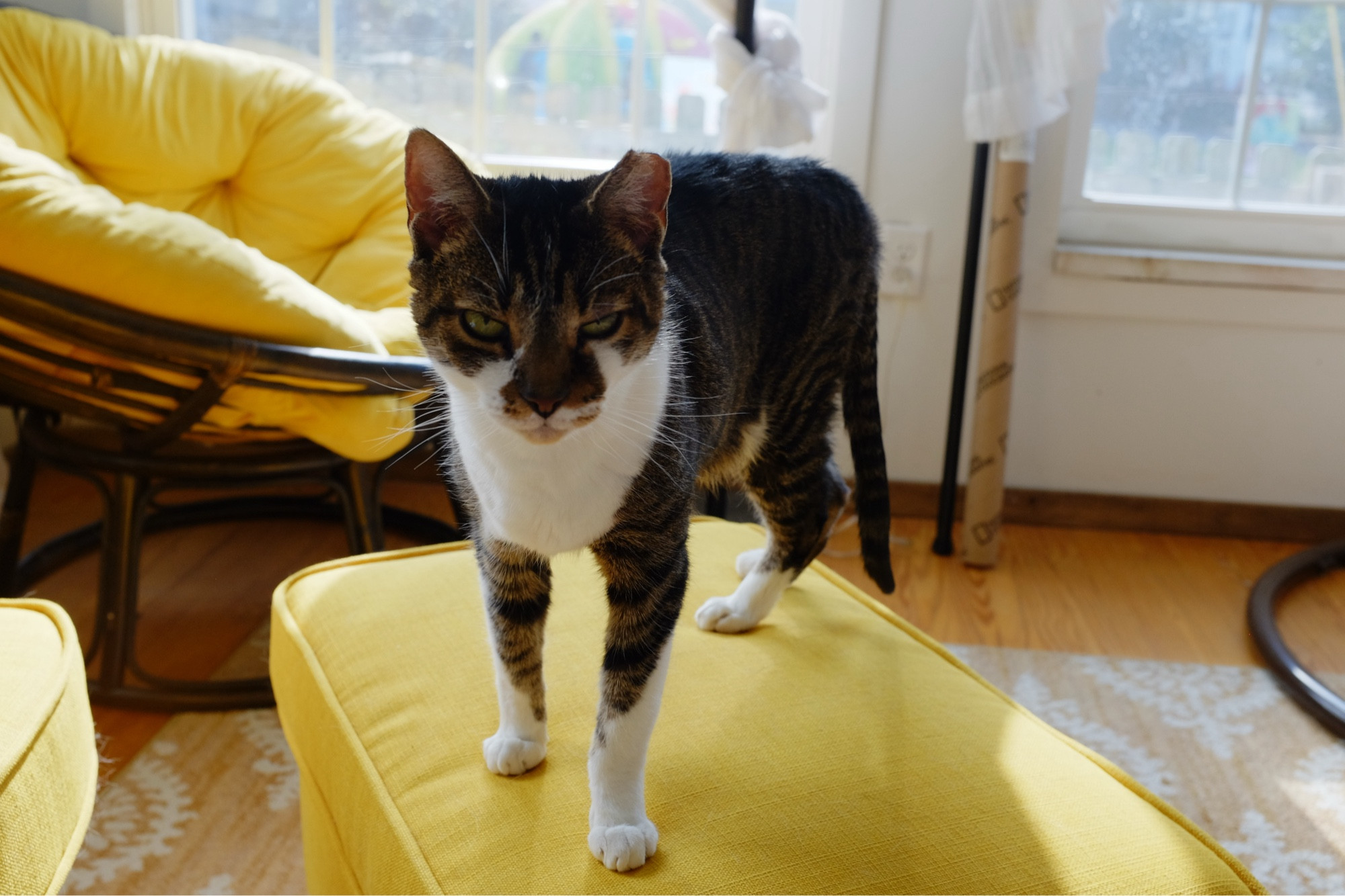 A cat with a mean mug standing on a yellow footrest. She’s mostly brown striped, but has a white chest.