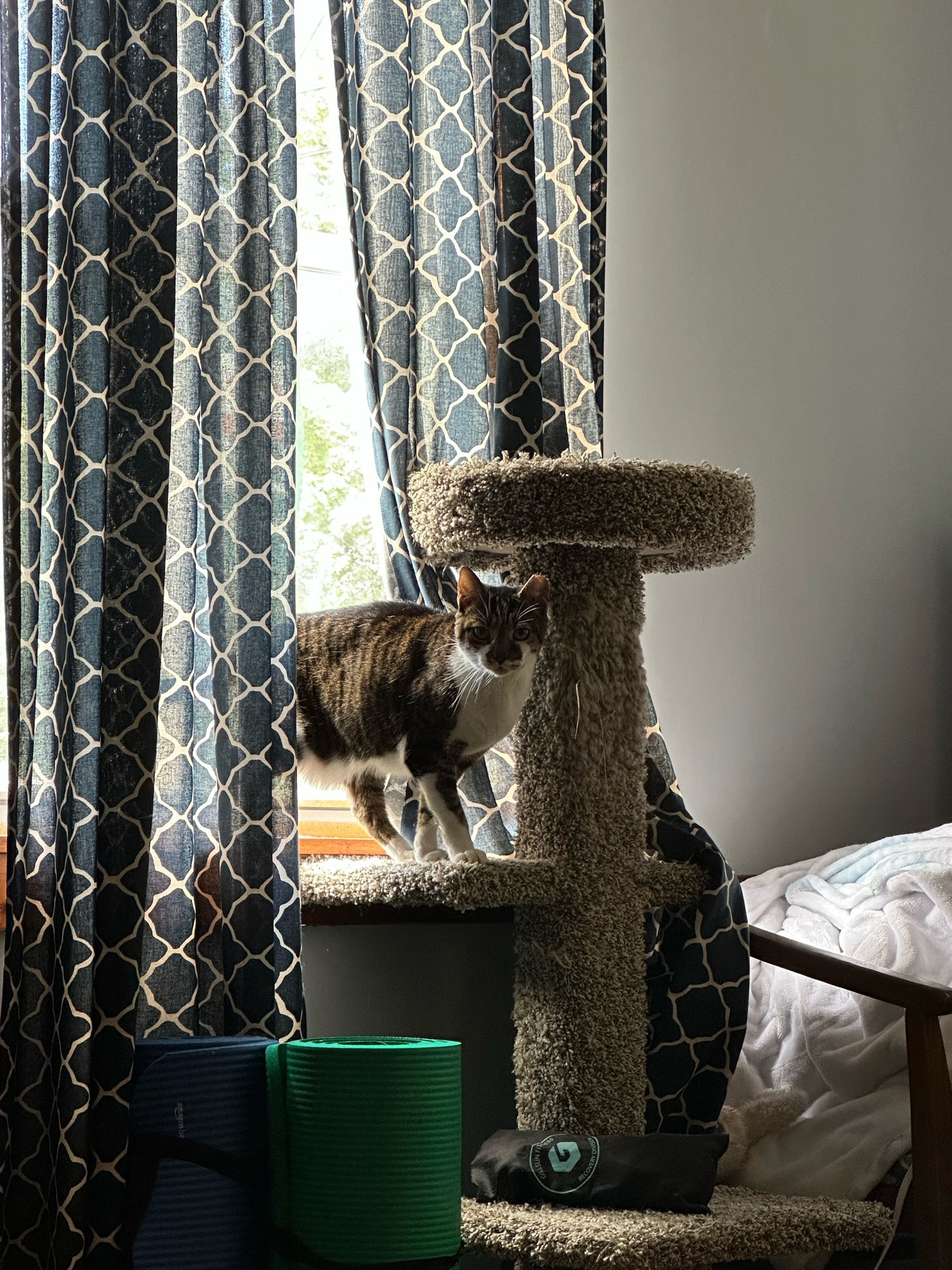 A brown striped cat with a white chest standing on a cat tree. She has a clipped ear and is looking away from the window, where she was sunning on the windowsill.