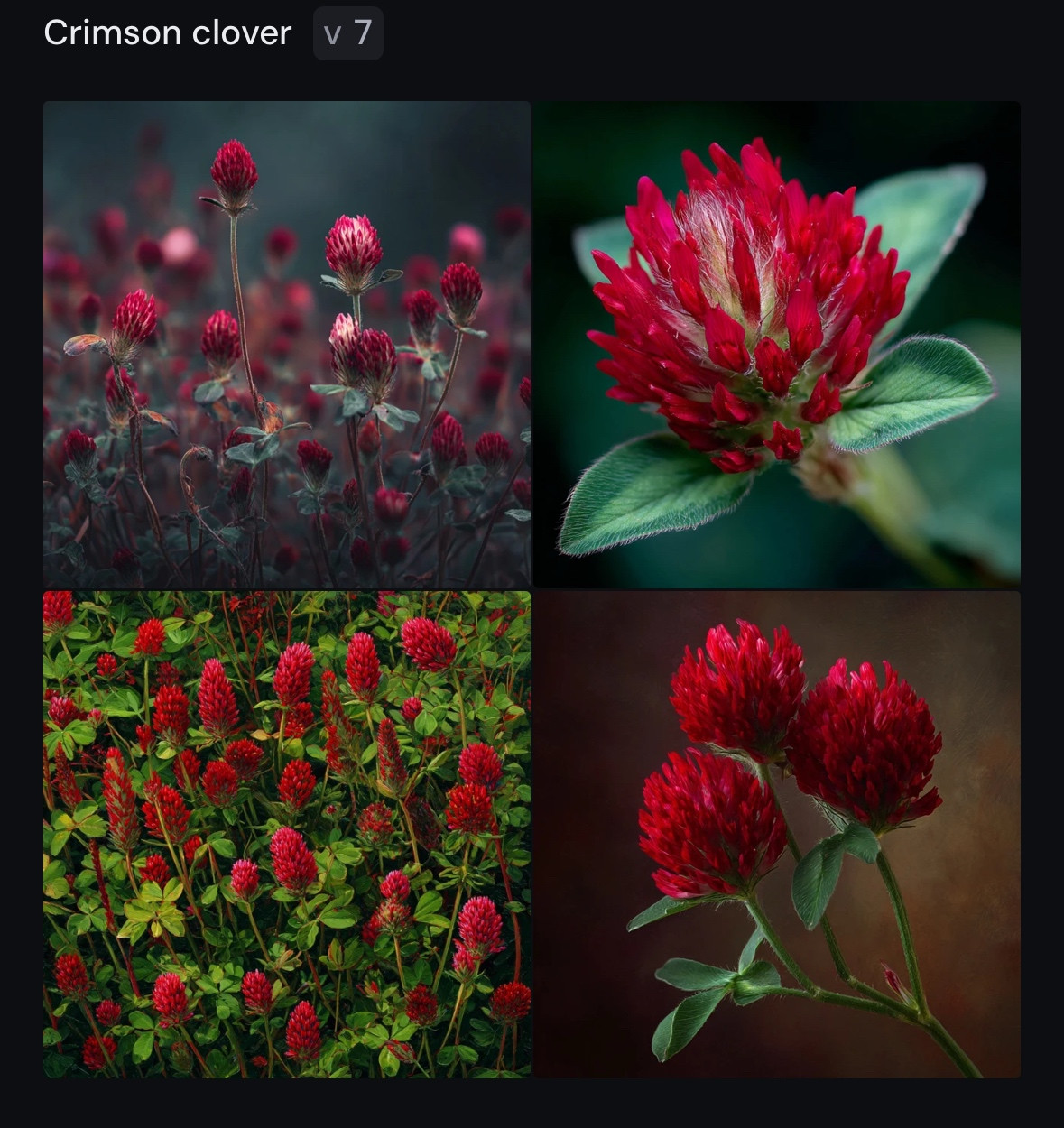 Crimson clover