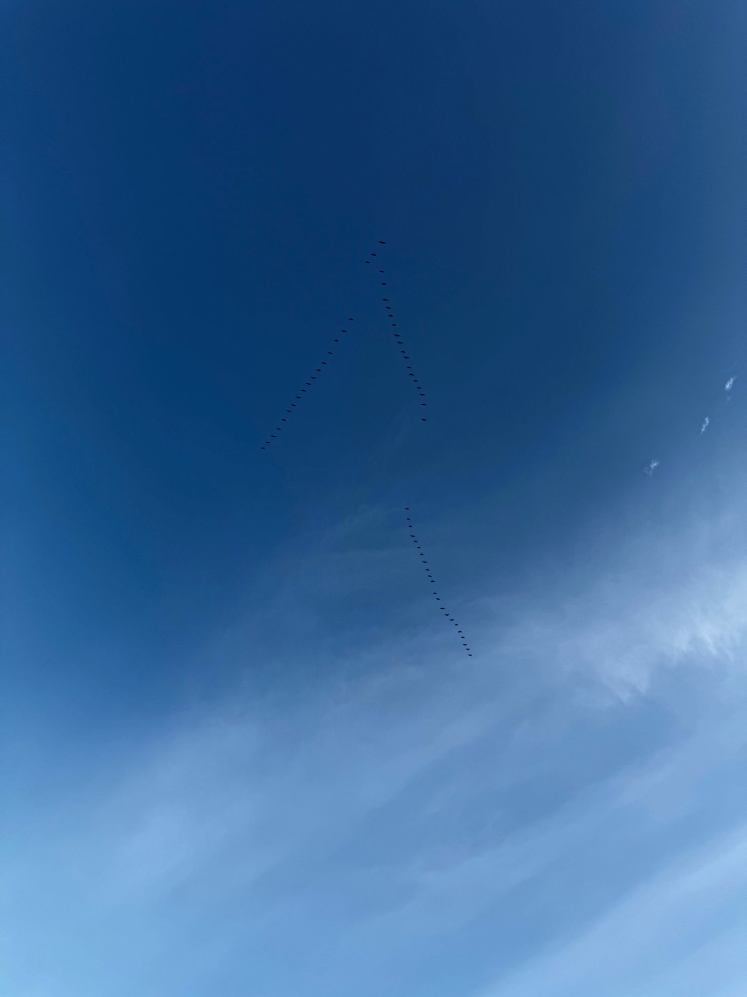 Geese flying in an arrow formation under a blue sky