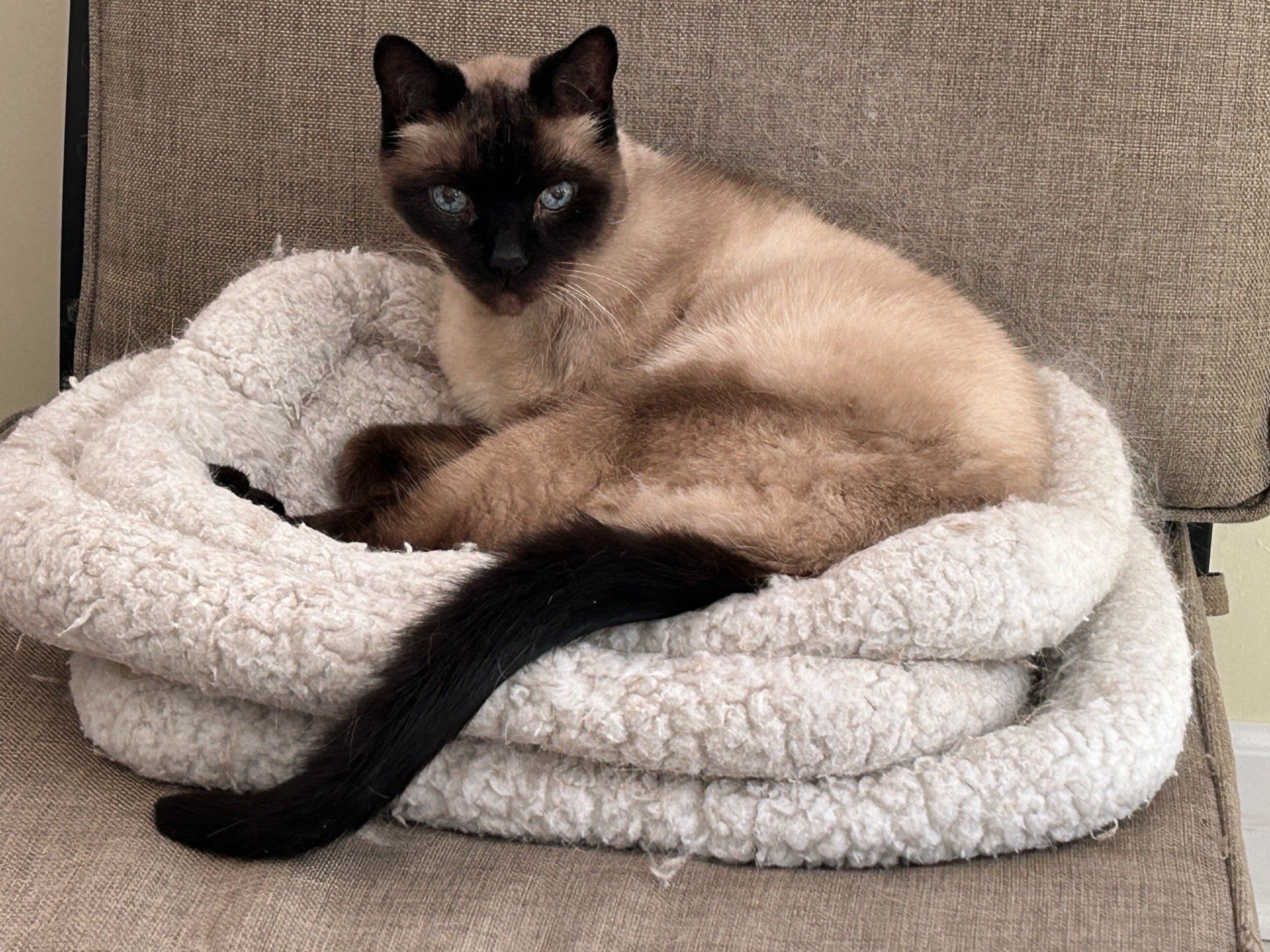 Siamese cat sitting in a nest of three cat beds on a chair.