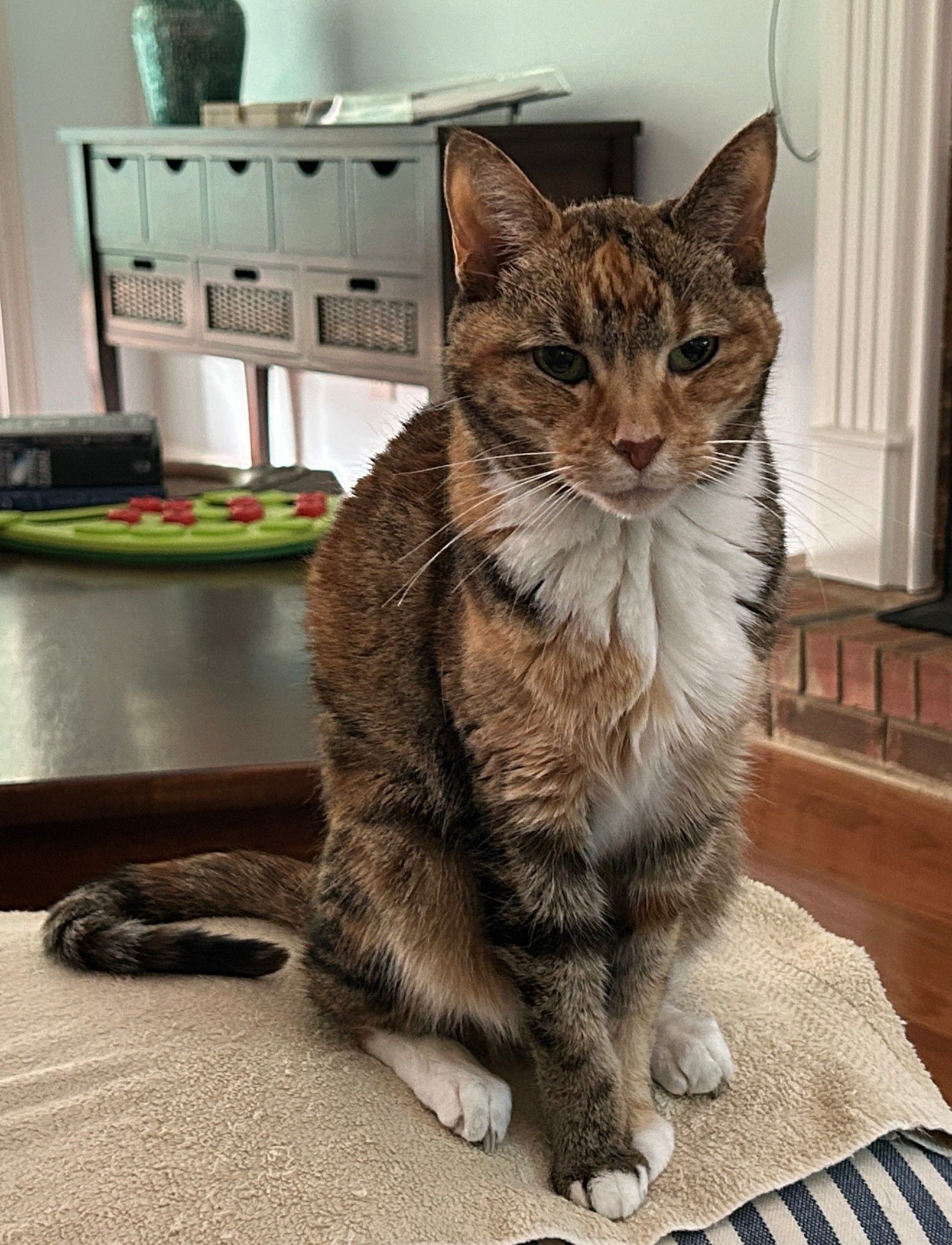 Calitabby cat with catitude sitting on an ottoman in a living room.