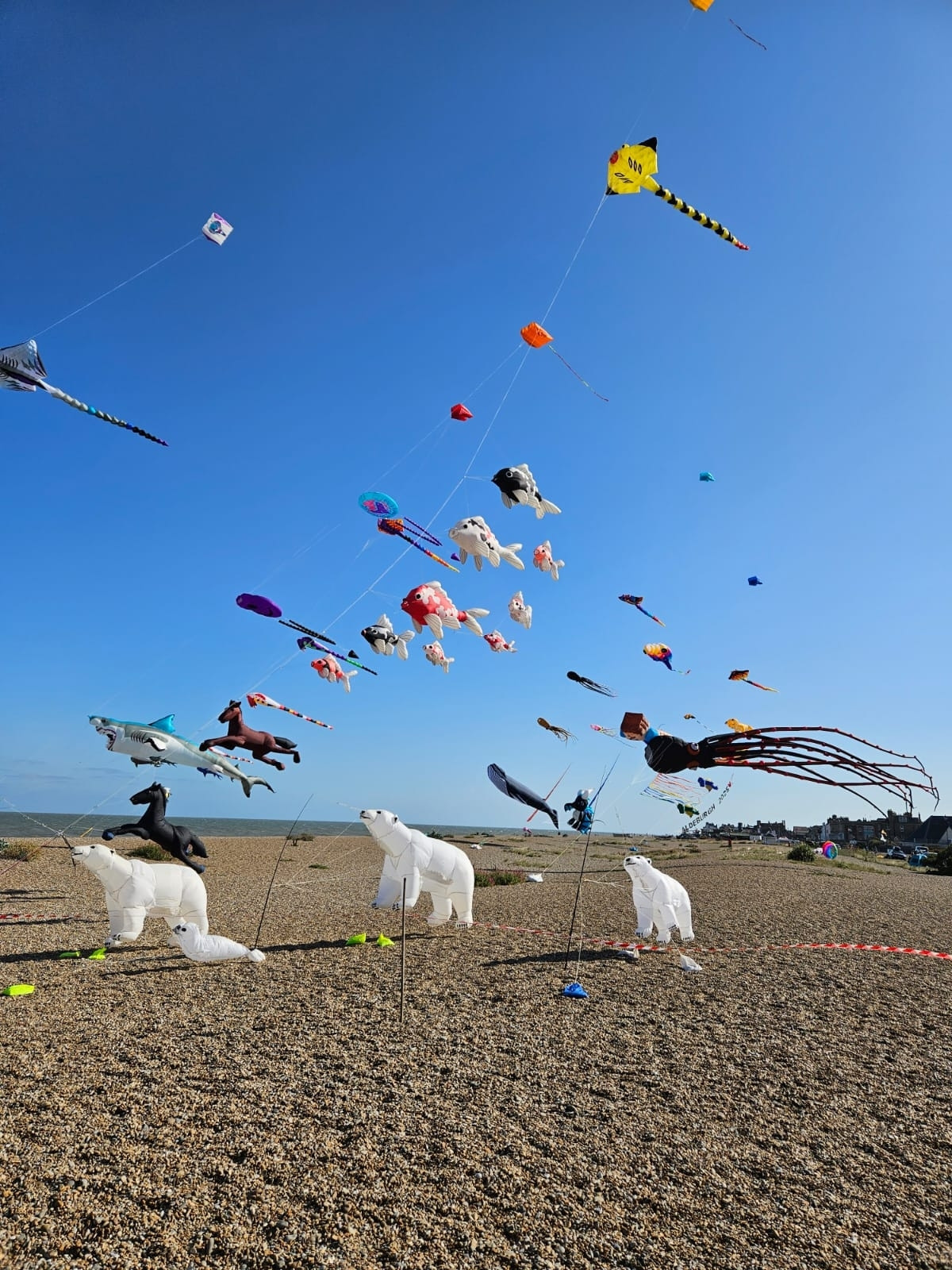 An array of kites on Aldeburgh beach. Some are shaped like polar bears. Some are shaped like goldfish. The sky is very blue. 