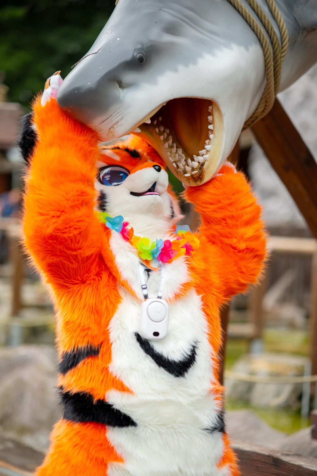 An orange fox with blue eyes wearing a Hawaiian lei holding the head of a suspended shark with an open maw.