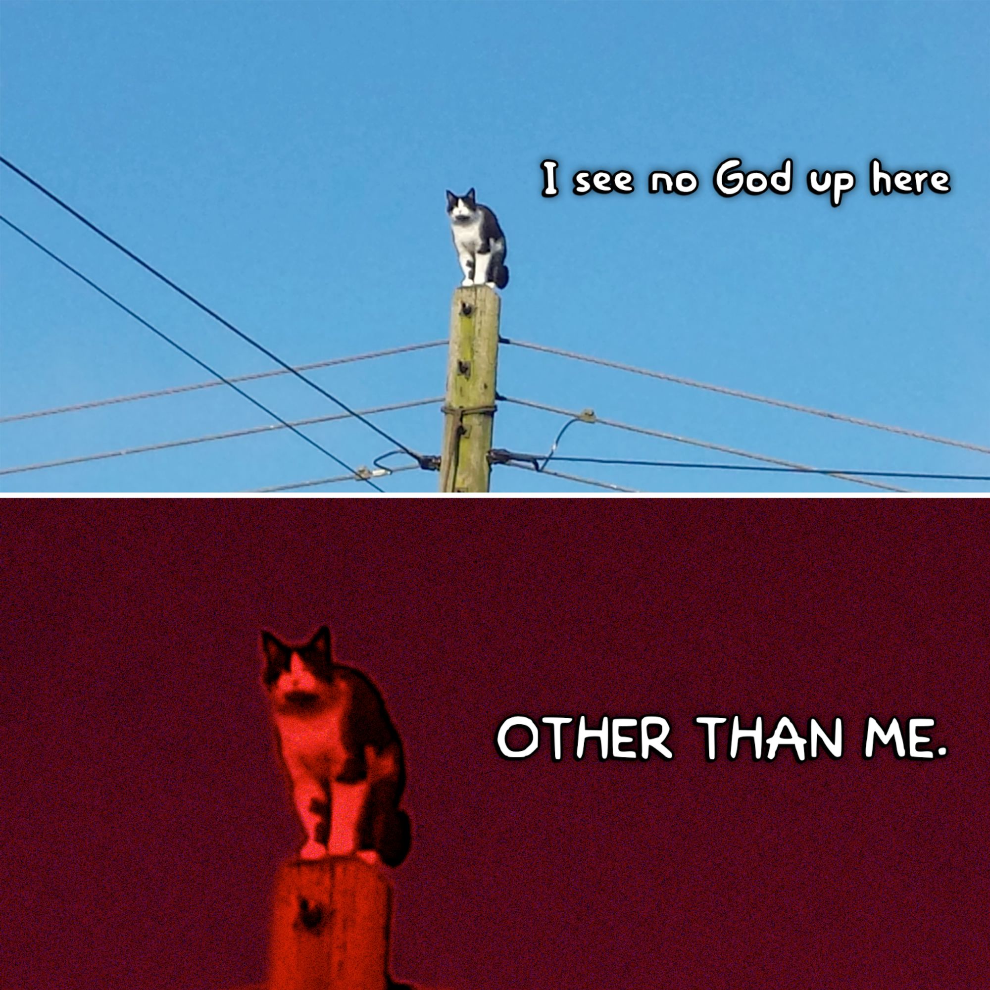 Cat on top of an electric pole, in two frames. The top frame says "I see no God up here." The bottom frame zooms in on the cat and applies a red filter; the text says "other than me."