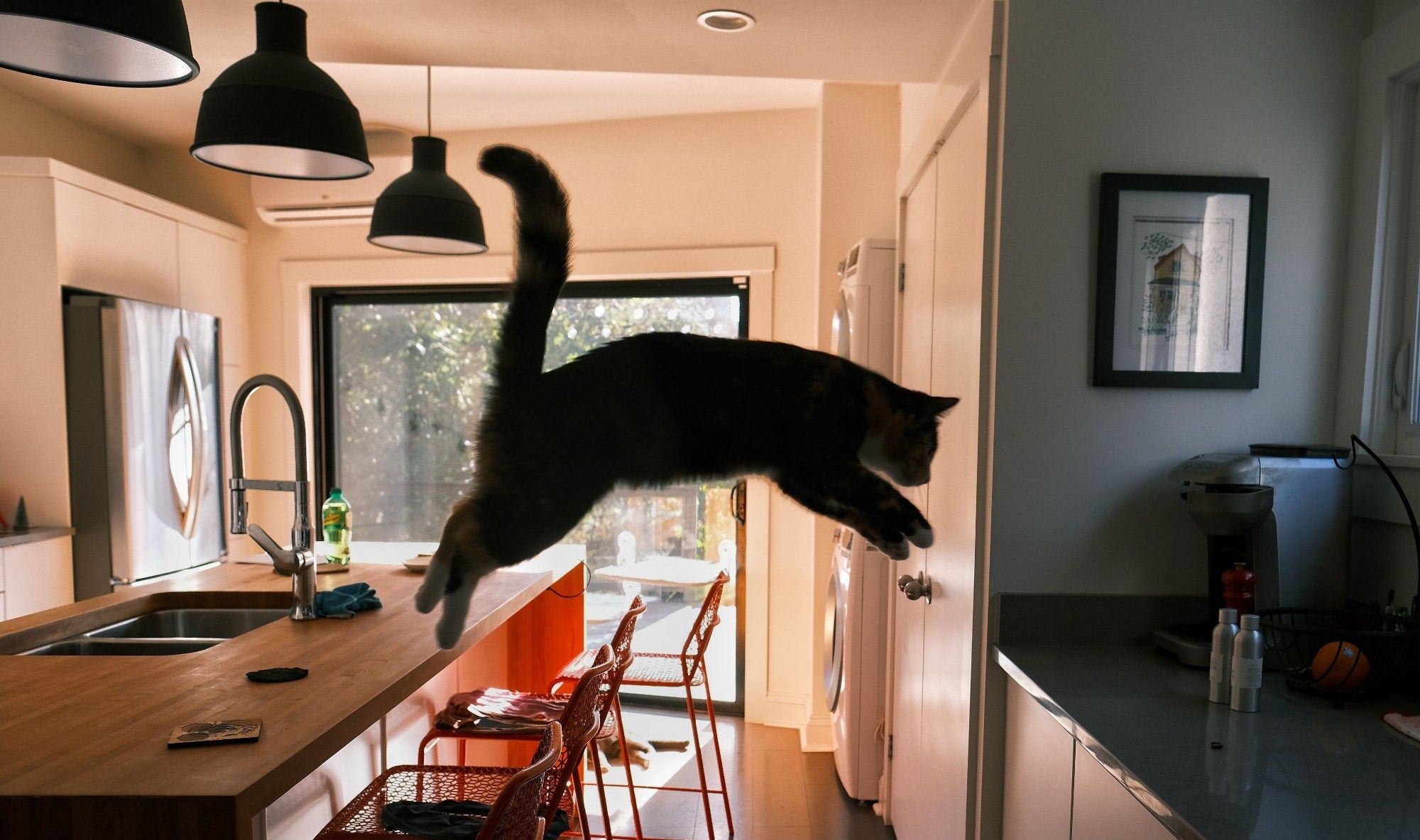 A cat caught midair jumping between kitchen counters