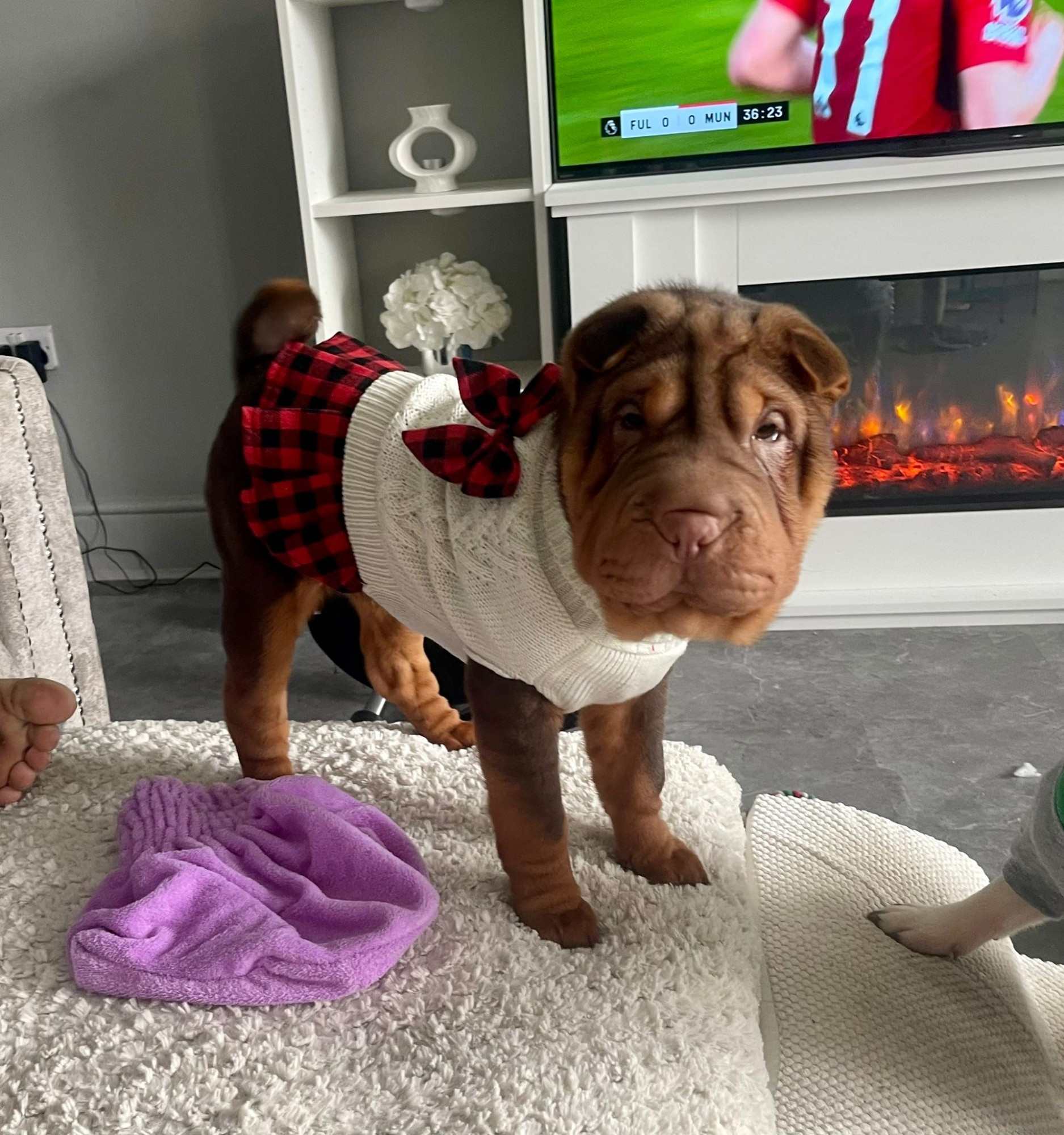 A brown shar pei wearing a top and skirt combo with a tartan bow