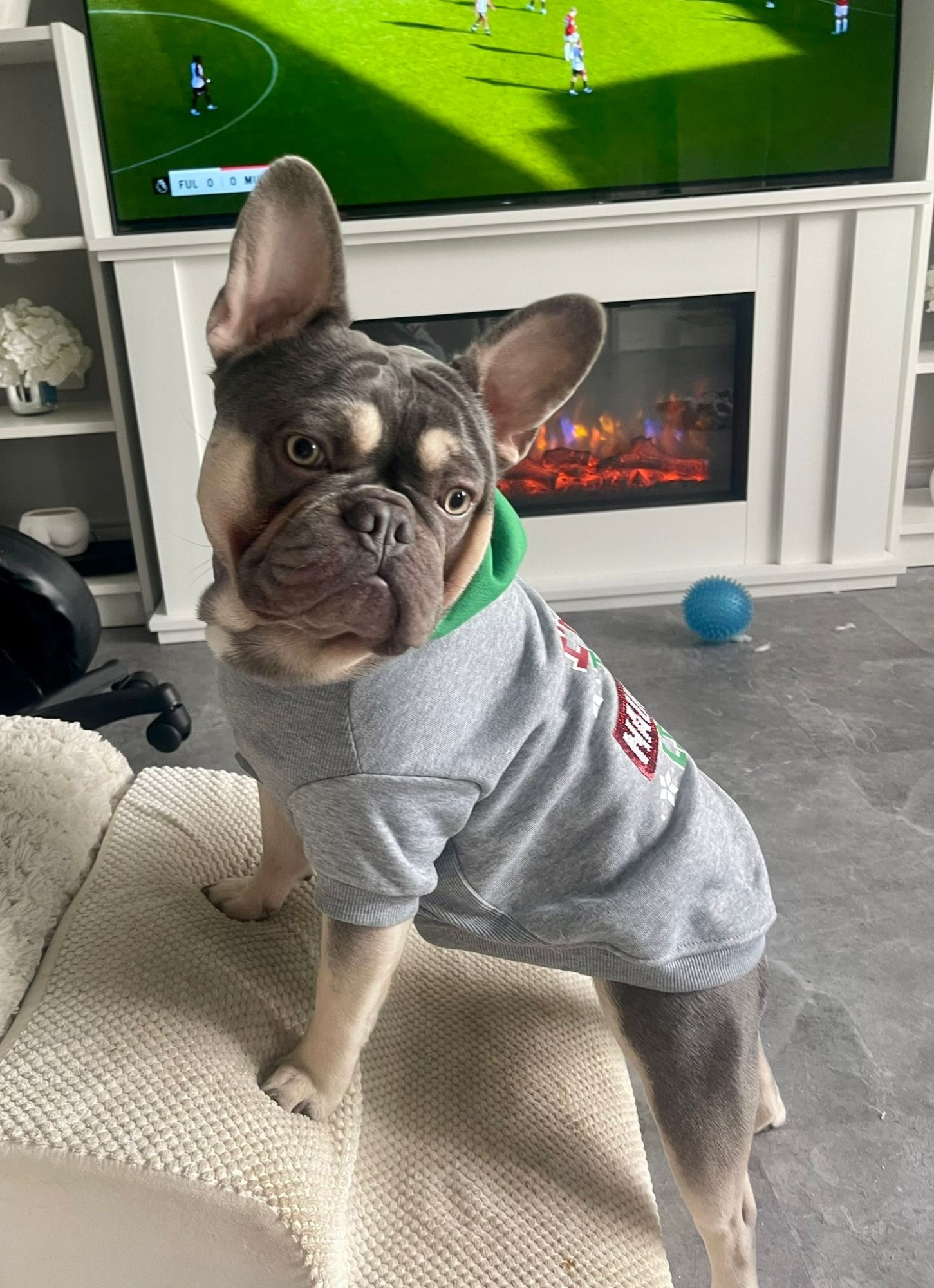 A grey french bulldog wearing a sweater