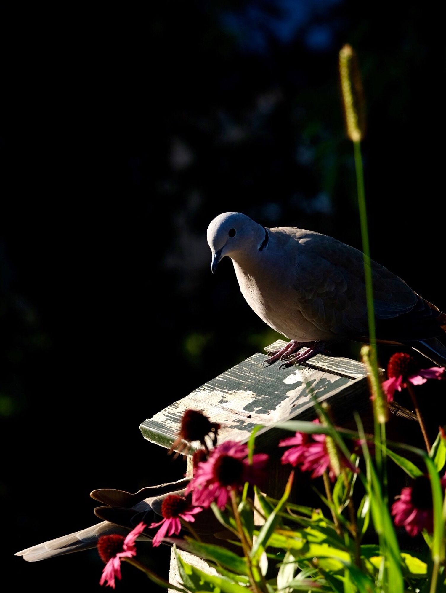 Tortelduif op vogelhuisje