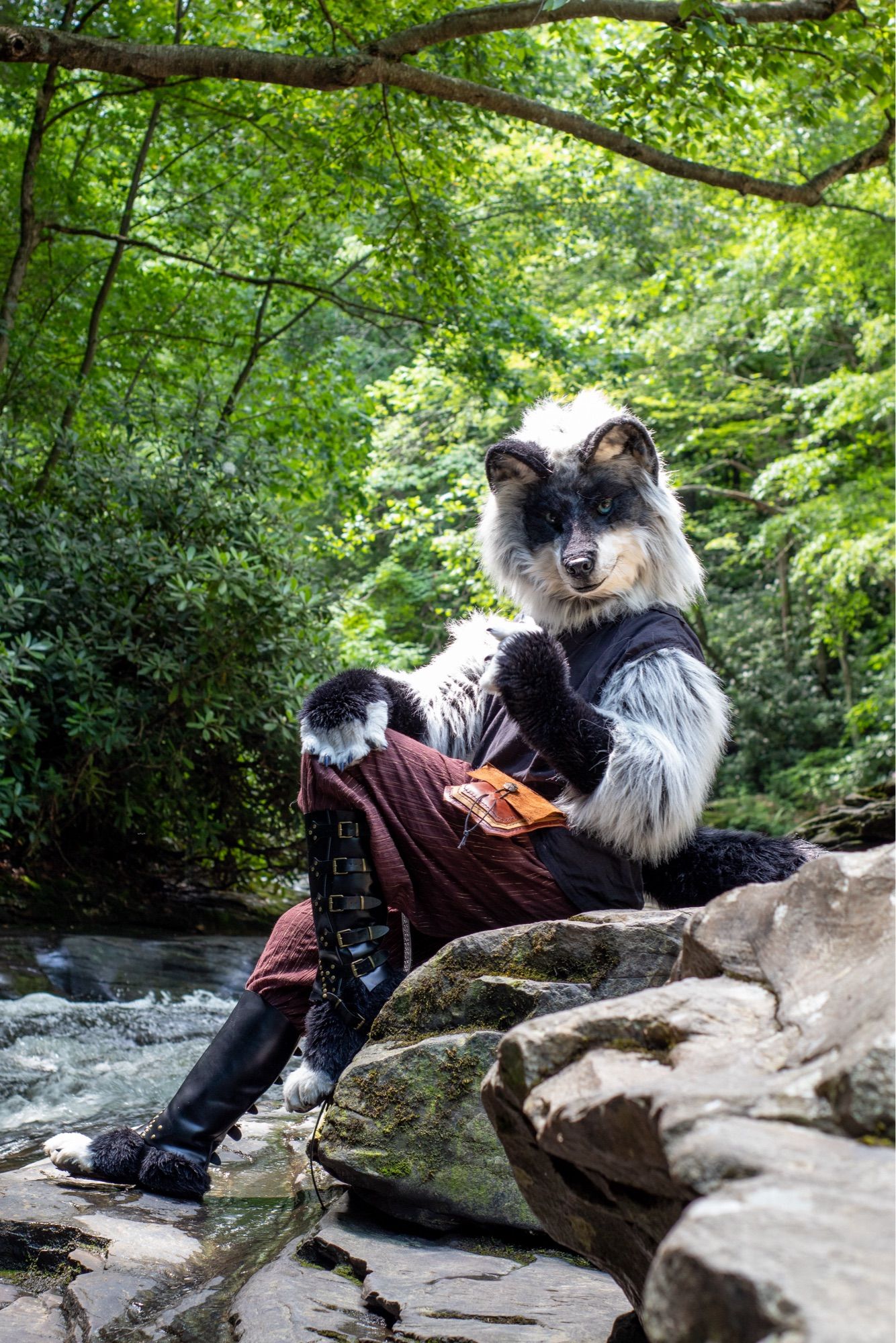 Uku the Wolf poses charmingly on a rick beside a stream, sunlight glowing in his fur.