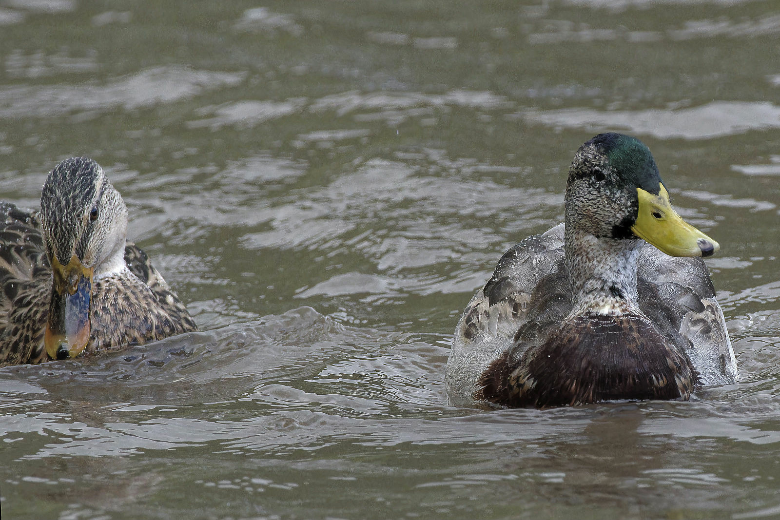 Nahaufnahme eines Paar Stockenten im Wasser. Die ente am linken Rand blickt nach rechts zum Erpel 