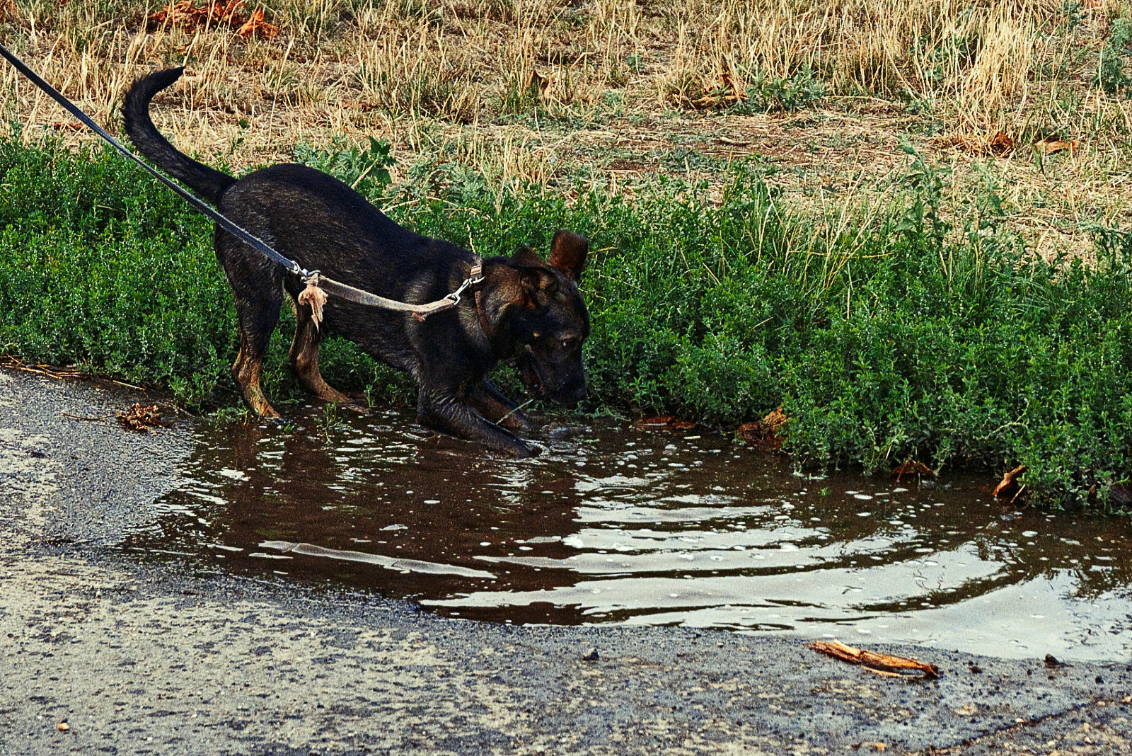 Ein junger Hund spielt am Rand einer Pfütze und erzeugt mit seinen Vorder Pfoten Wellen. 