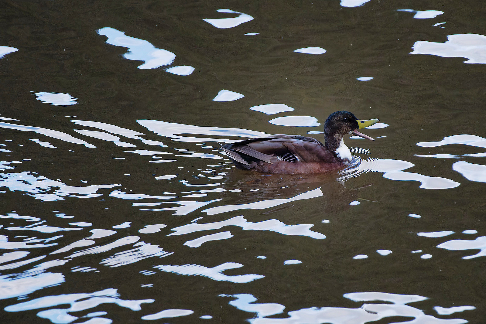 Eine Ente schwimmt im Wasser  und ist lautstark am quaken.
A Duck swimming in the water loudly quaking.