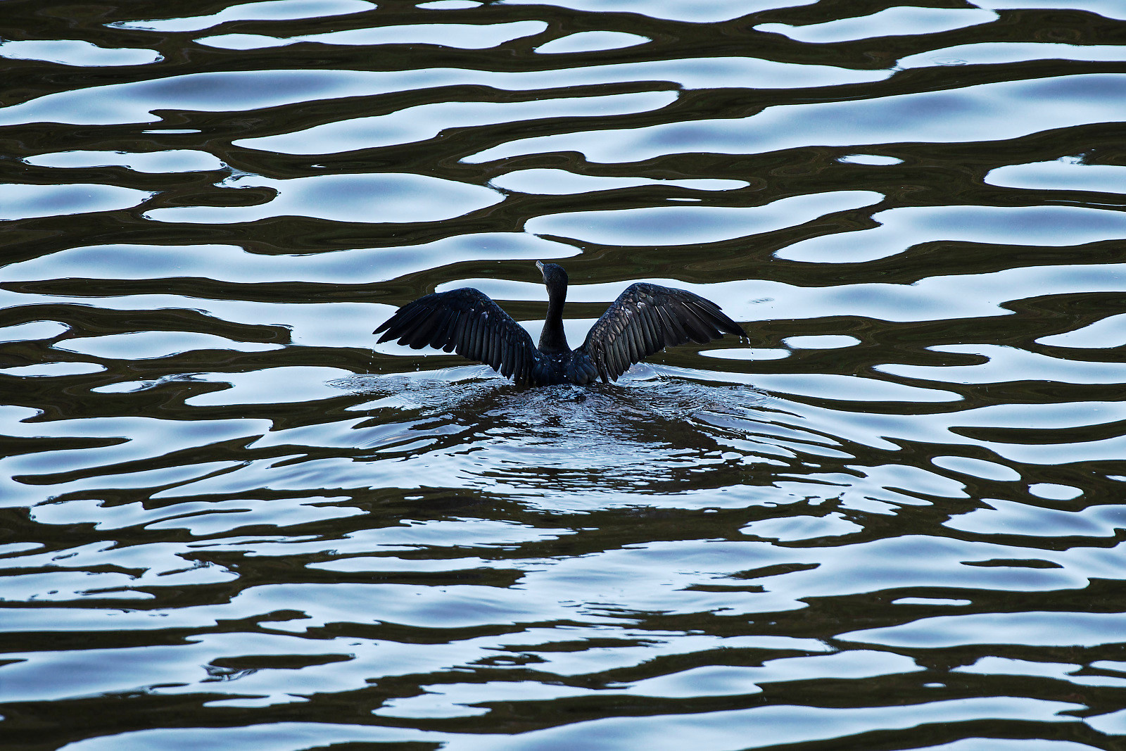 Ein Kormoran hebt seine Schwingen im Stile von Batman um aus den See im dem er schwimmt zum Flug anzusetzen. 