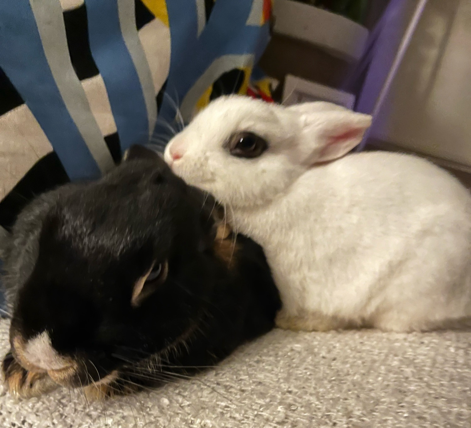 Two cute rabbits half asleep on a chair looking directly into the camera.