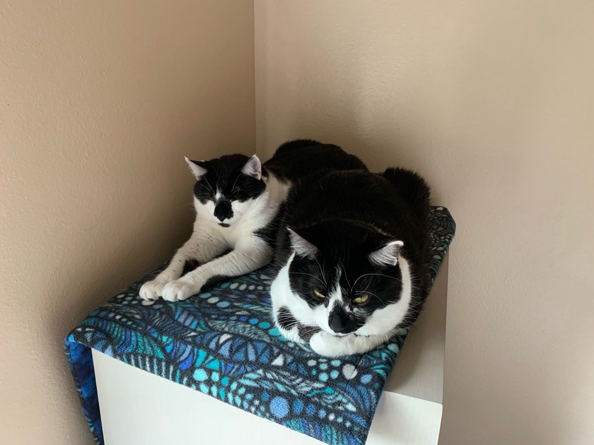 two black-and-white “cow” cats sitting next to each other on top of a dresser.