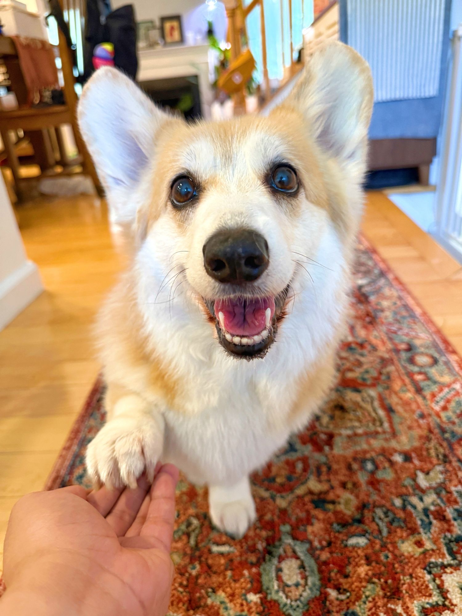 A cute corgi is sitting with a big, happy smile, extending its paw into someone's hand in a heartwarming gesture. The corgi's eyes are bright and joyful, radiating warmth and trust, making the moment feel both sweet and comforting.