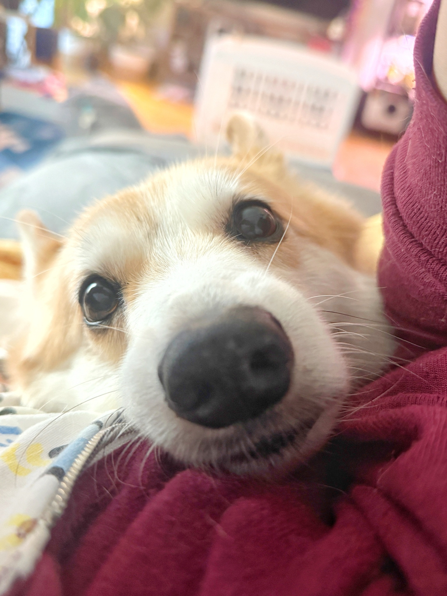 The corgi is lying up close on someone’s chest, maroon jacket visible, eyes wide and inviting, their little nose looking adorably boopable as they cuddle.