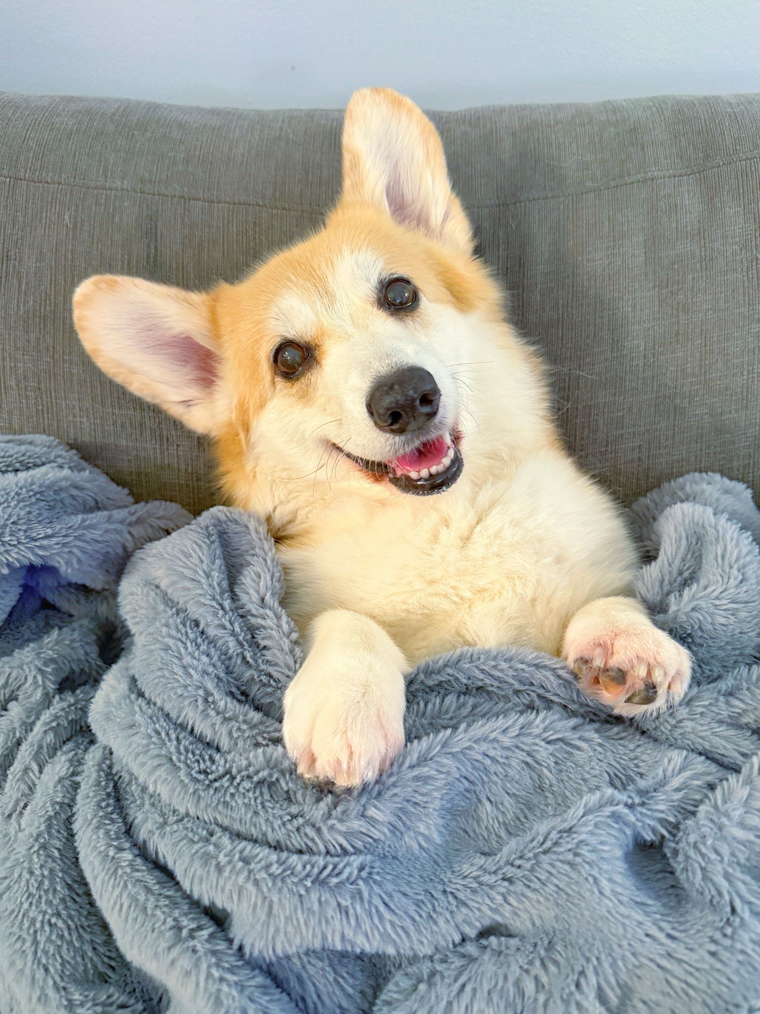 A cute corgi is wrapped snugly in a soft, furry gray blanket with their front paws gently hanging over the edge. The corgi is smiling sweetly, looking cozy and happy and so cute.