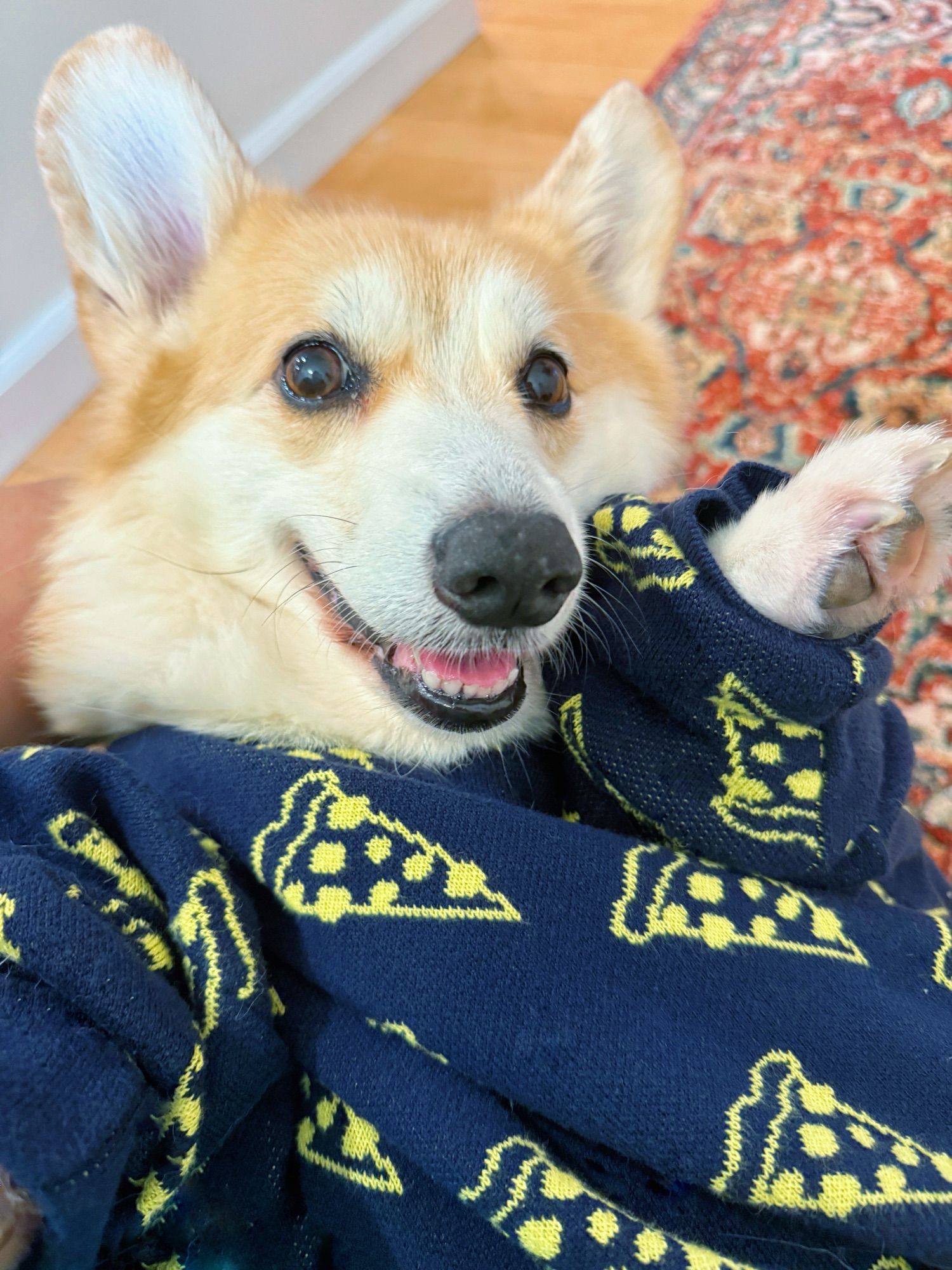 A cute corgi is laying on its back, wearing an adorable blue sweater covered in yellow pizza slice patterns. The corgi looks content and relaxed, paws up in the air, with its eyes wide and a slight smile on its face. The playful pizza design on the sweater adds a fun, quirky touch to the cozy scene… but they corgi so so cute right!?