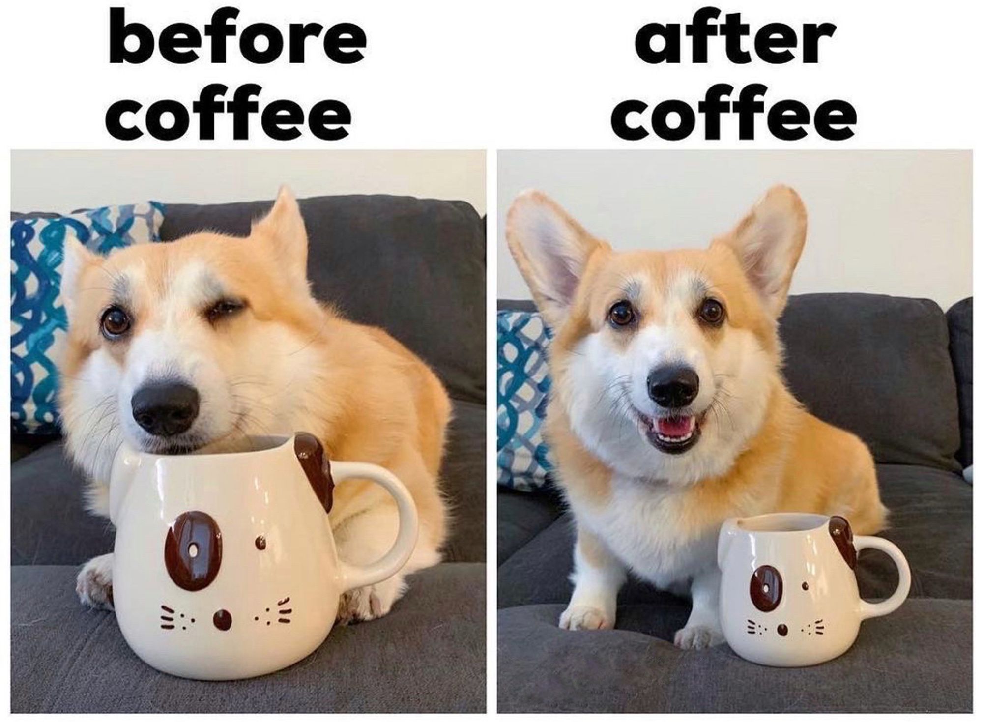 A two-photo set of a cute corgi beside a mug designed like a dog. In the first photo, the corgi looks grumpy and tired, with one eye closed, as if reluctantly waking up. In the second photo, the same corgi is now bright-eyed, happy, and smiling wide, a complete mood shift.