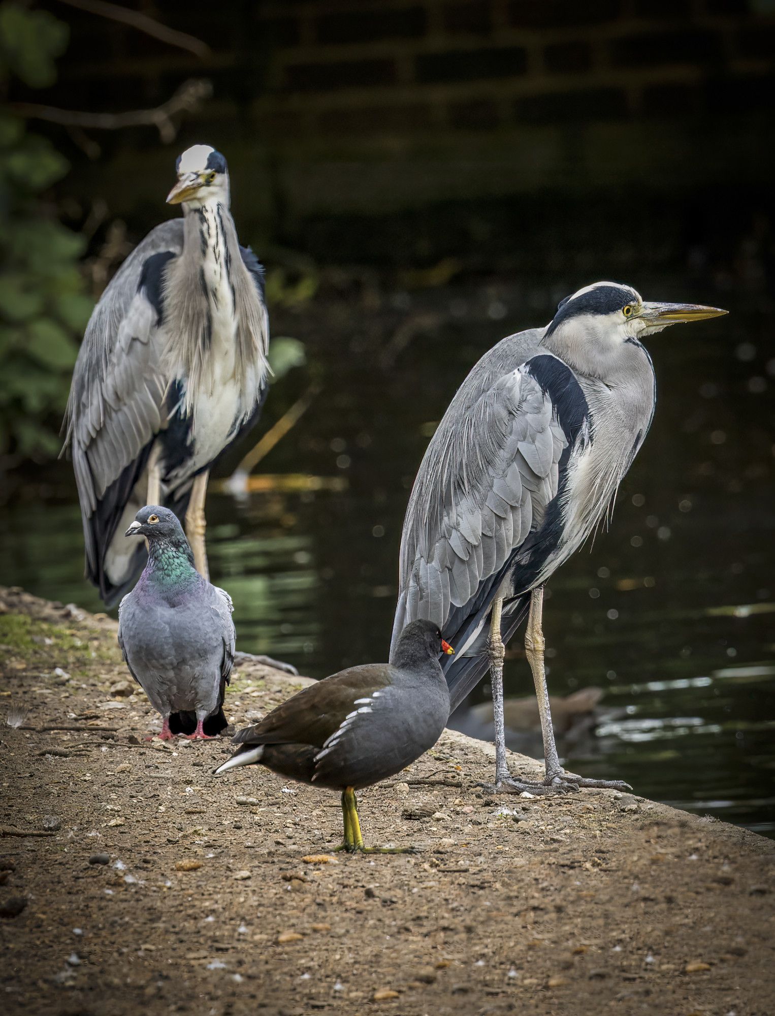 Grey herons seem to be doing well round these parts. A good place to spot them is the local park where they have lost their fear of humans so it's possible to get up close and personal and get some great photos.