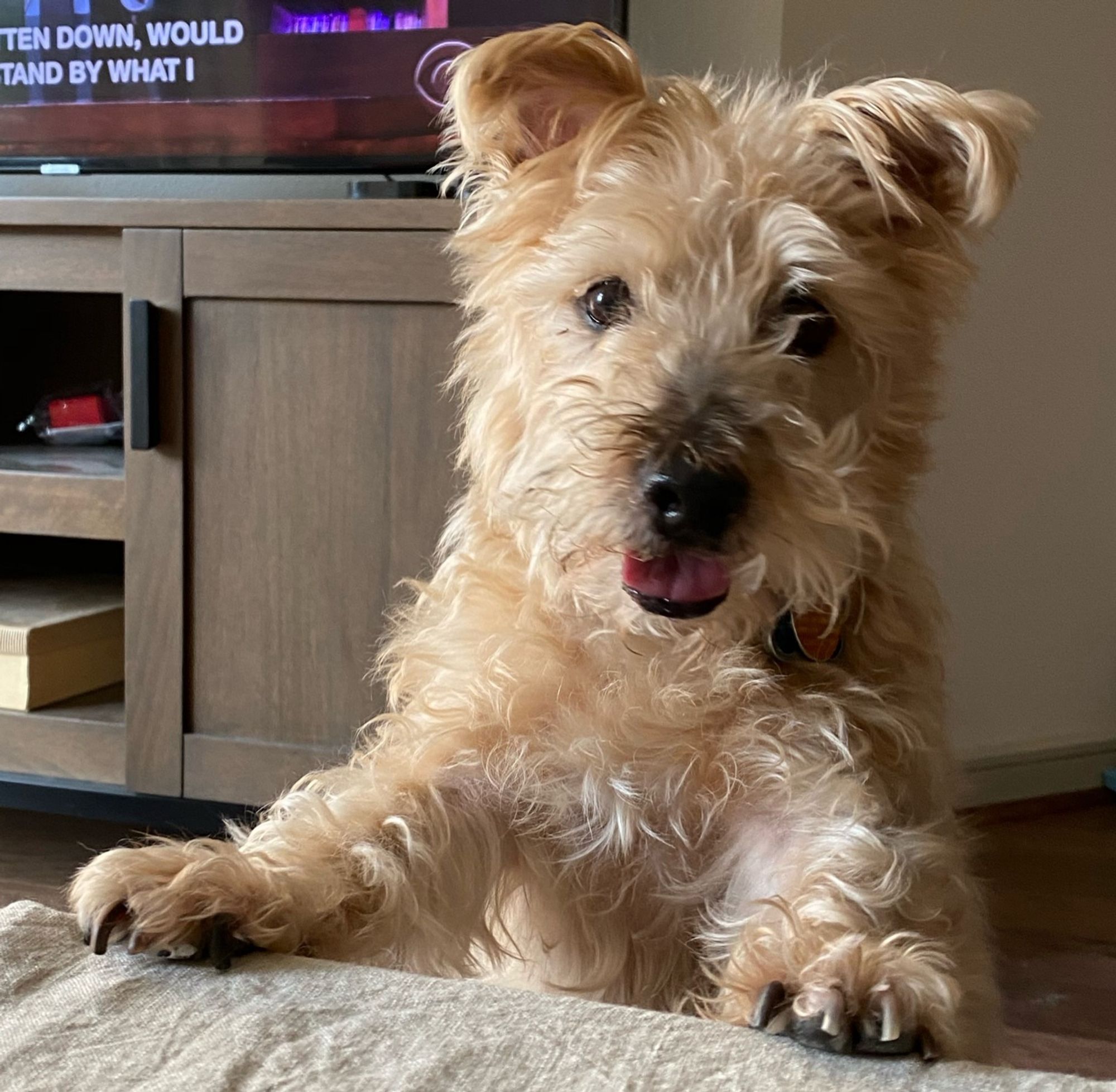 Cute terrier mix with mouth open hoping you have food to give him.