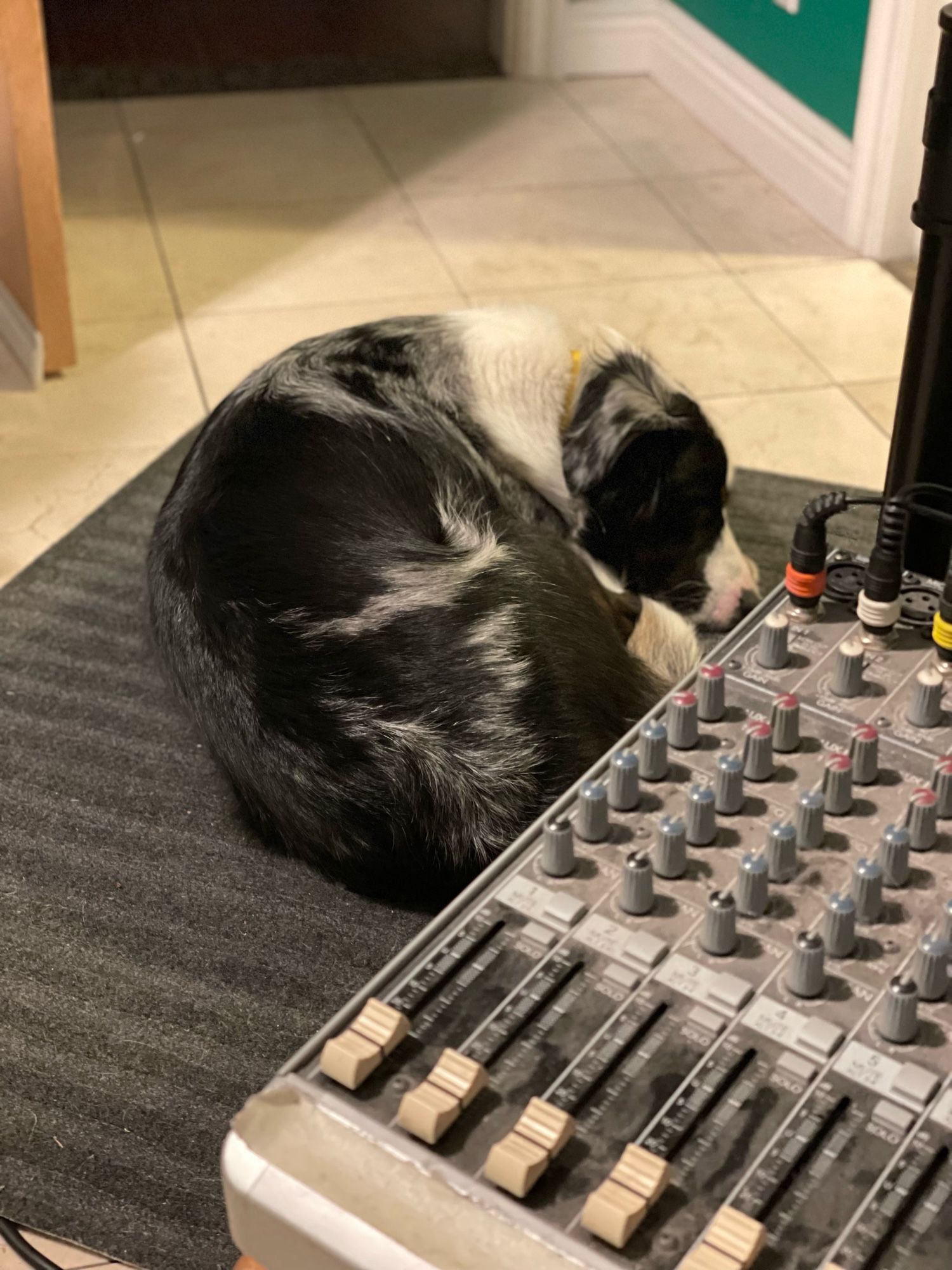 Border collie Aussie mix curled up sleeping