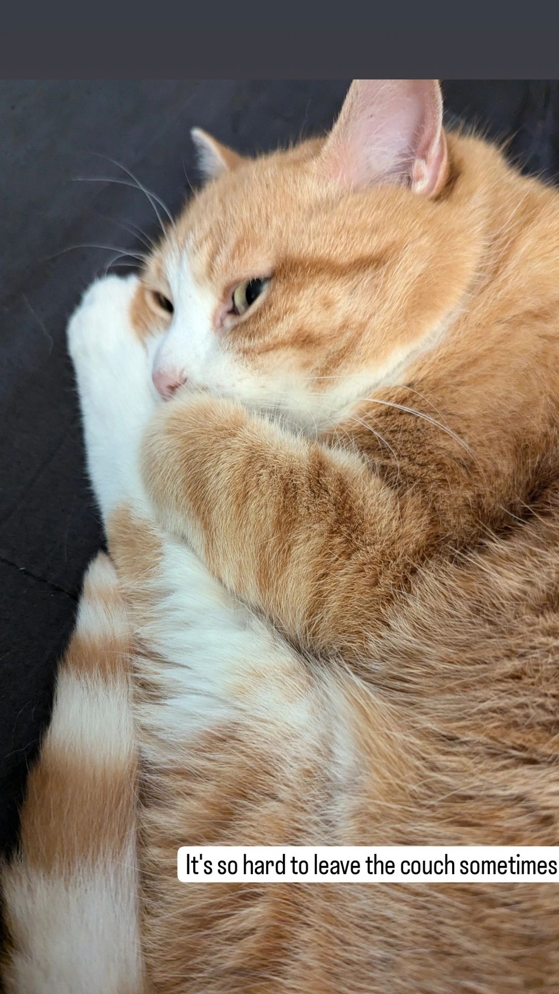 A short hair orange and white housecat curled up on her side with her paws snuggled to her nose like a child sucking its thumb.