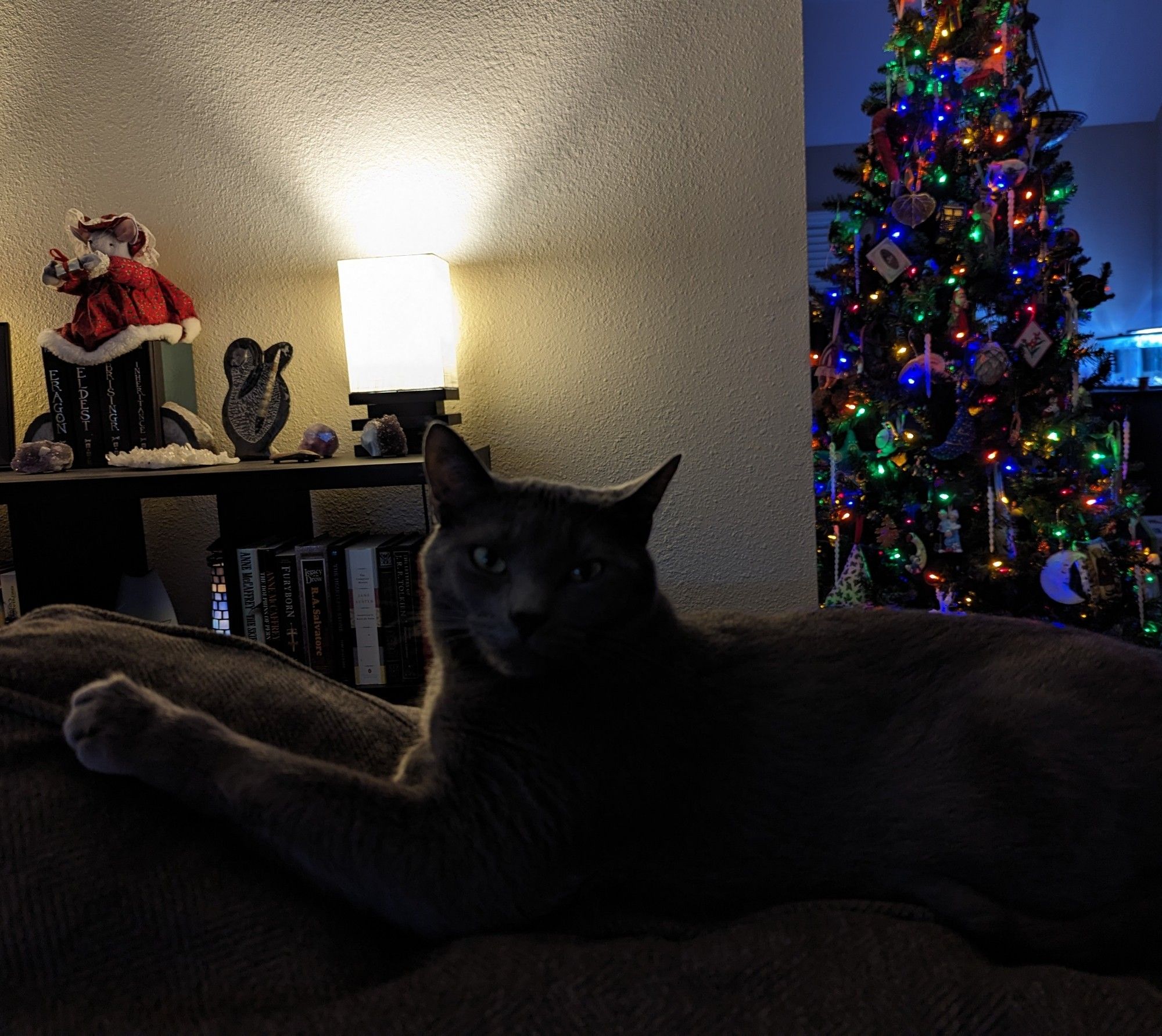 Cat on back of couch in foreground, Christmas tree and bookshelf with lamp in the background.