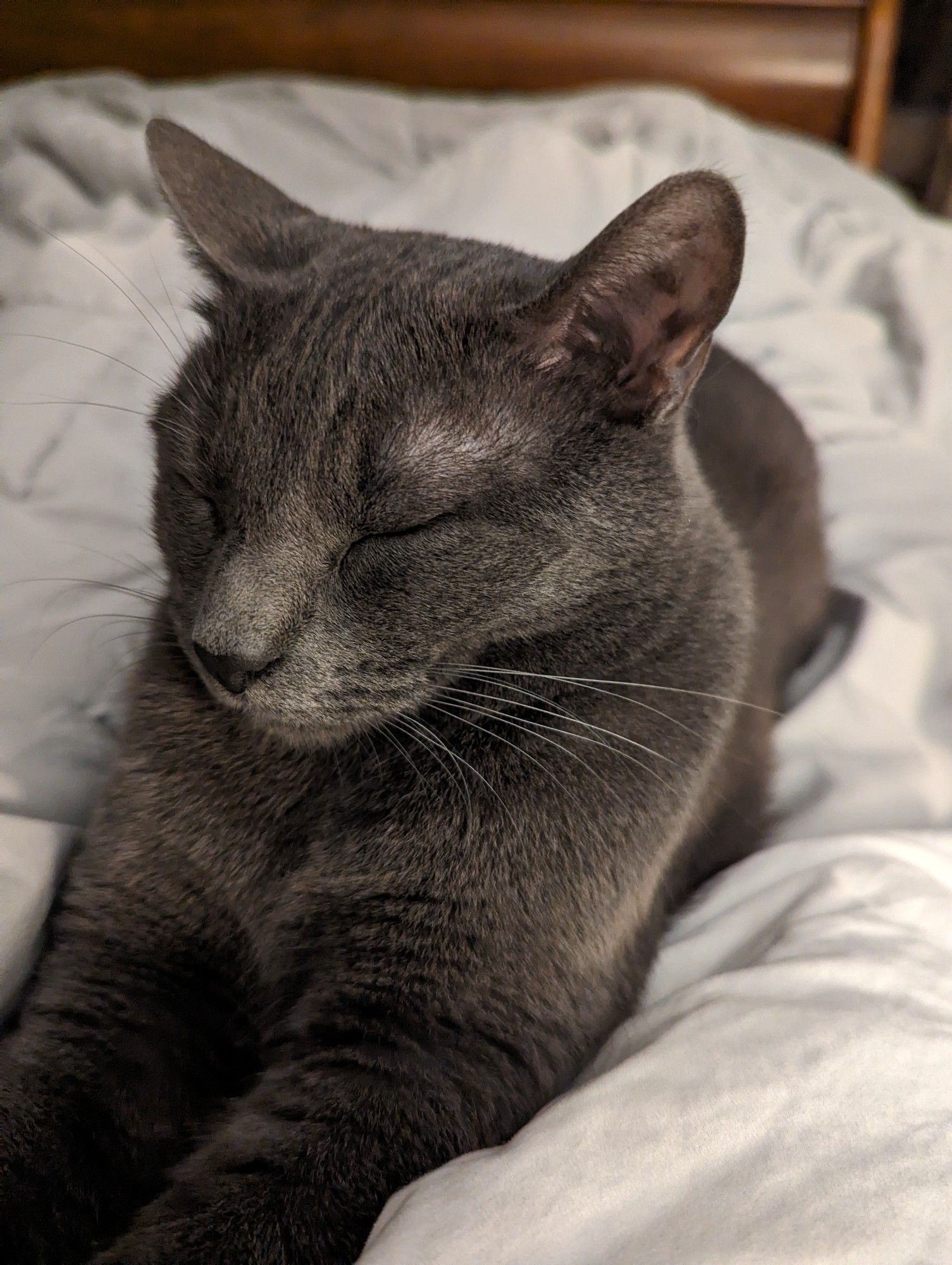 My cat is sitting on my chest, eyes closed. Purring.