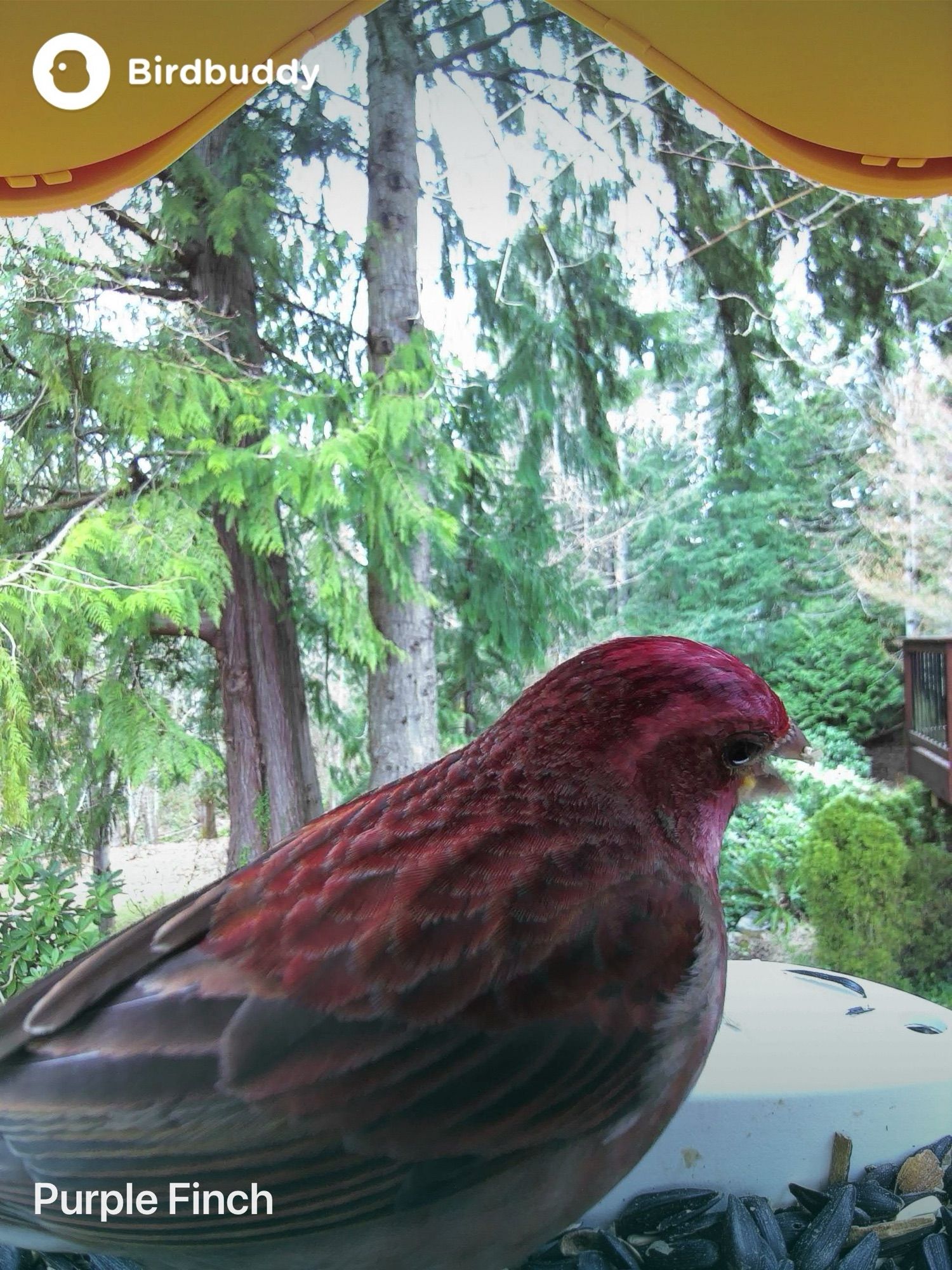 A Bird Buddy postcard of a small striped bird with a magenta head and red-purple back.