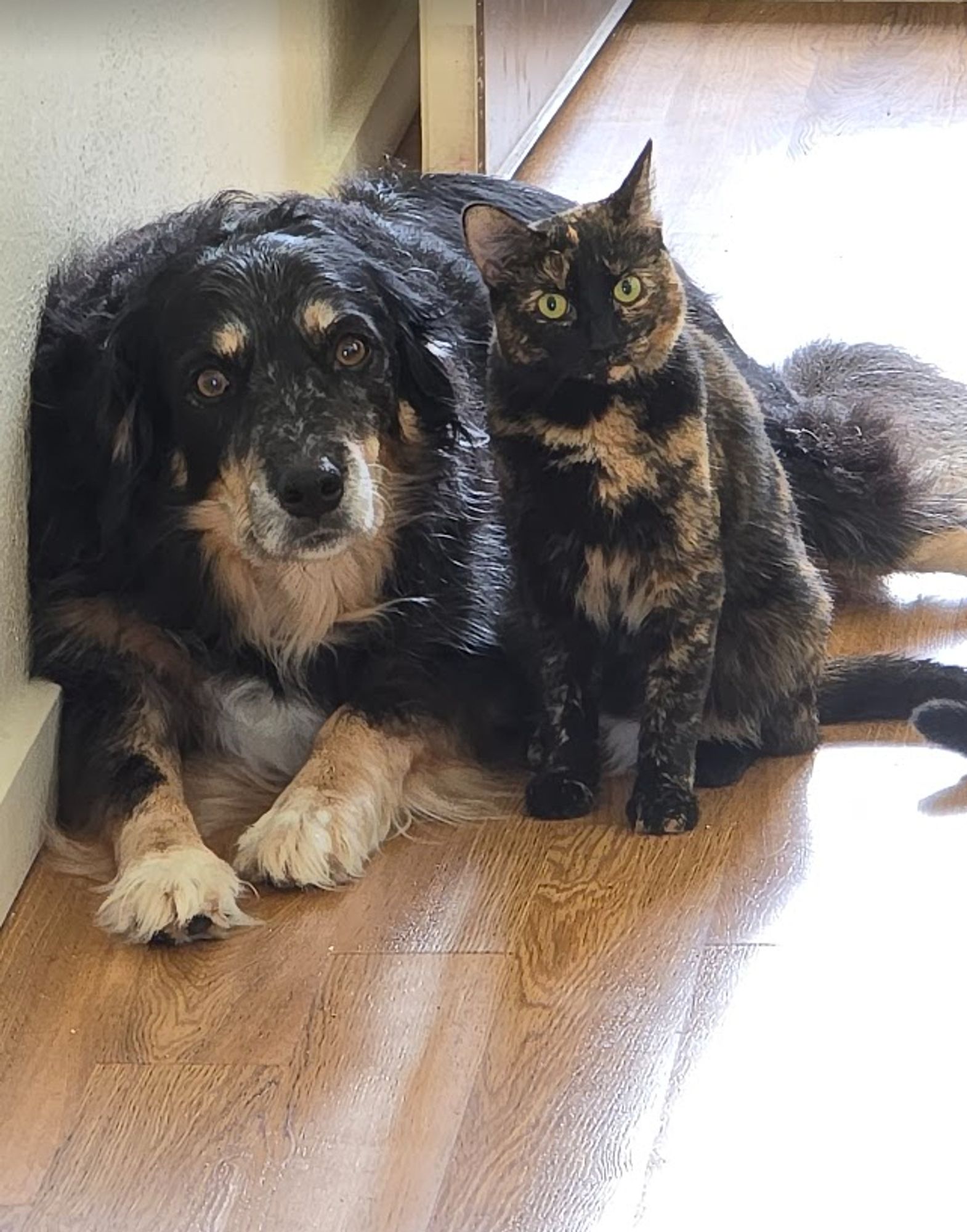 A dog (on left) and small cat (on right) look intensely at the camera. Their heads are tilted at the same angle, and their eyes fall on a single line. Both have black, orang, and white markings.