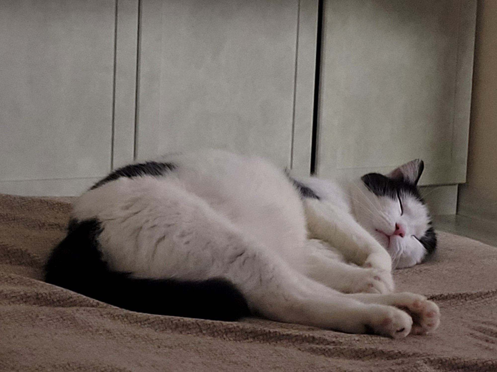 My cat Monty, sleeping on my bed