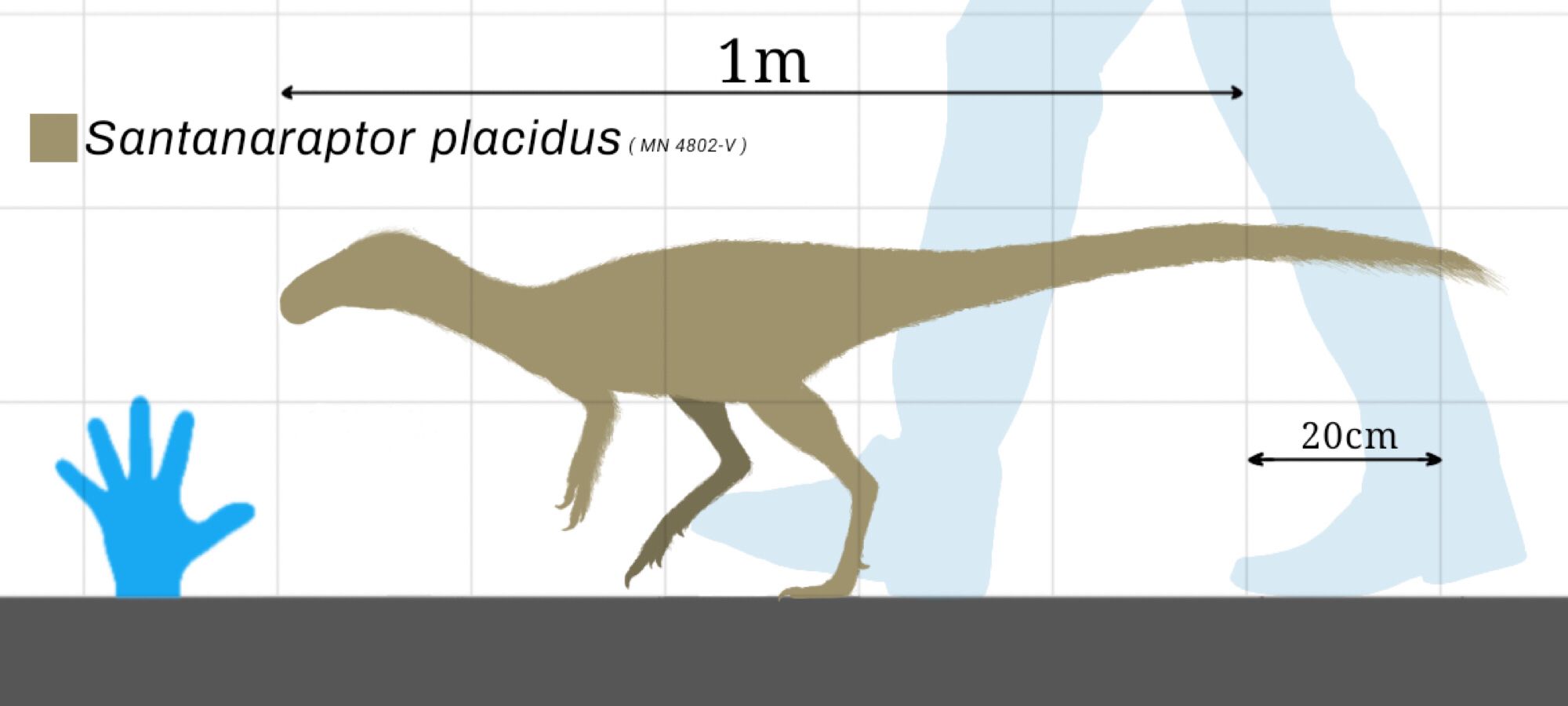 Scaled illustration of the ~1 meter long Santanaraptor by Megaraptor-the-Allo on wikimedia commons. This illustrator has made this a Public Domain image