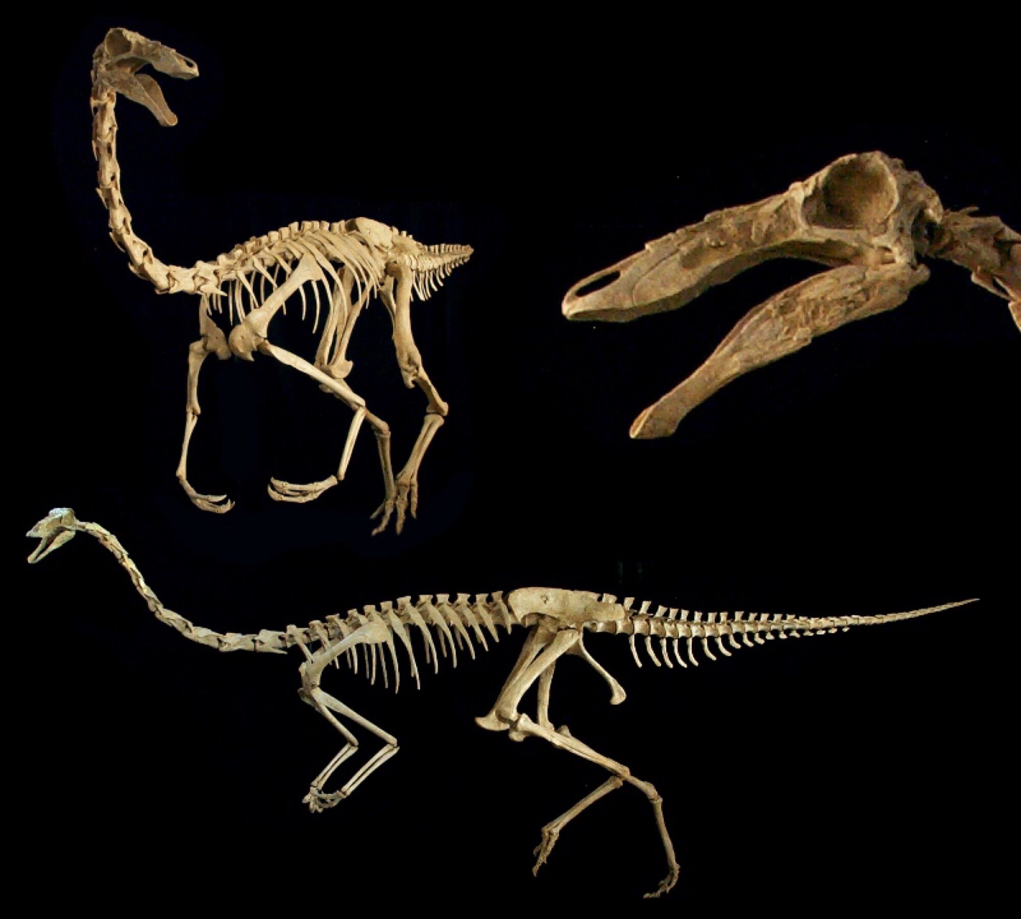 Cast skeleton of Gallimimus shown here is a picture on the mount's sales page on gastondesign.com - Gaston Design