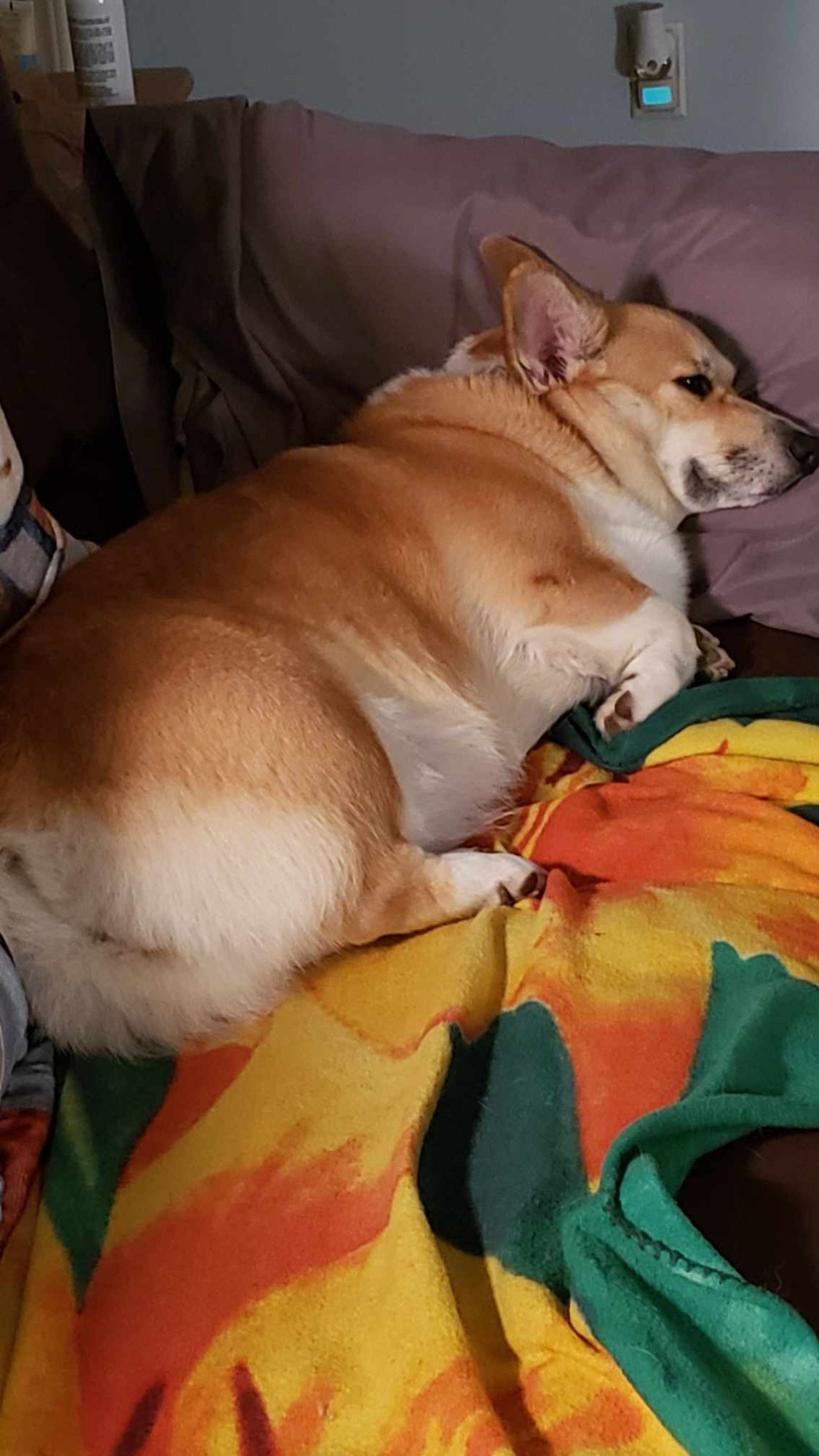 A Corgi asleep on the couch