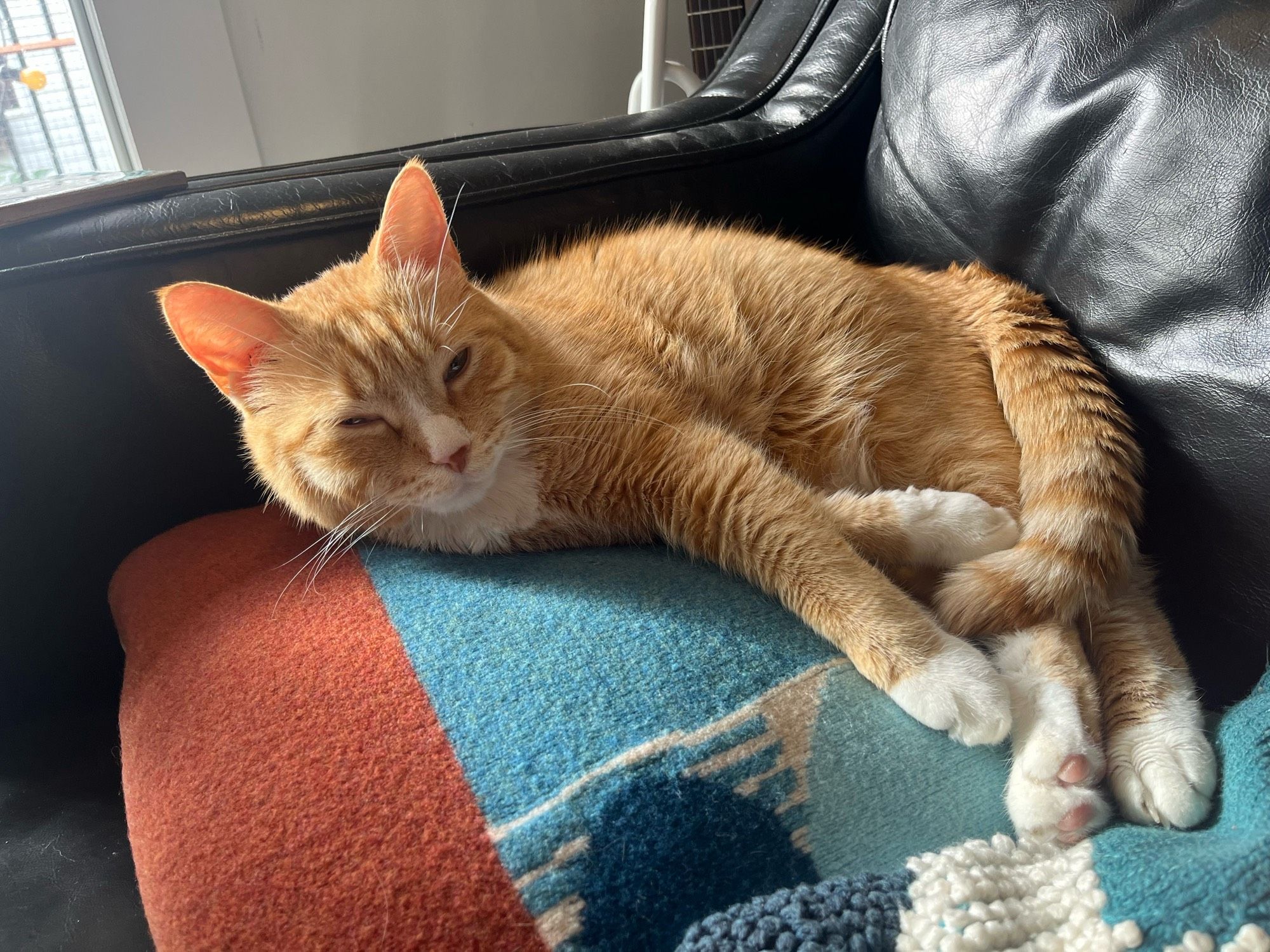 Small orange cat on a pillow with his legs stretched out