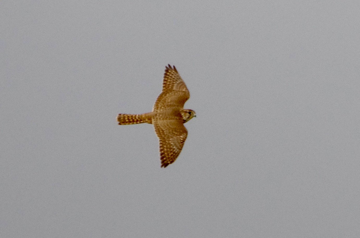 Female Merlin