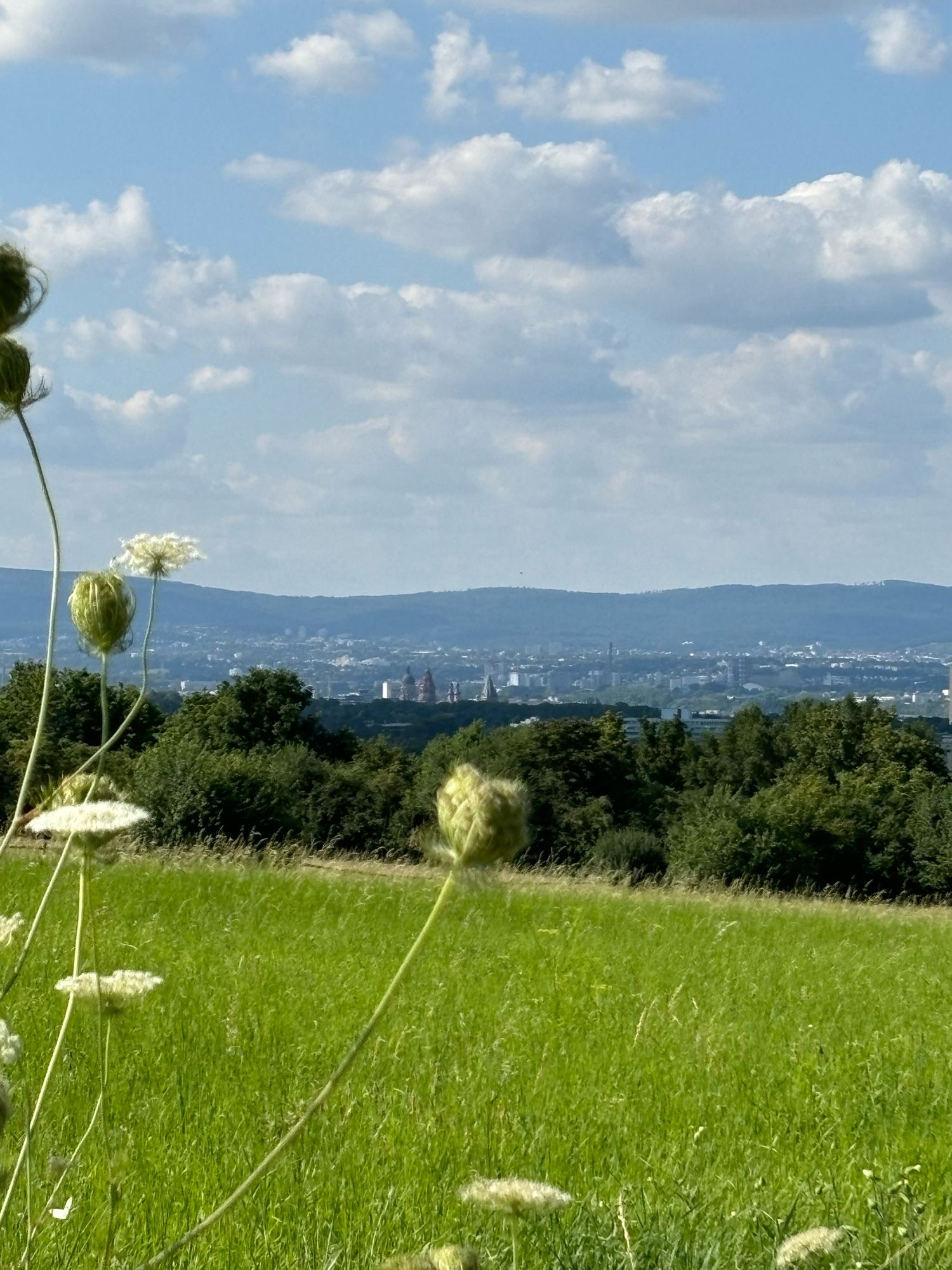 Blick über eine Wiese und eine Baumreihe auf Mainz im Tal. Ganz vorne links ragt noch eine weiße Wiesenblume ins Bild