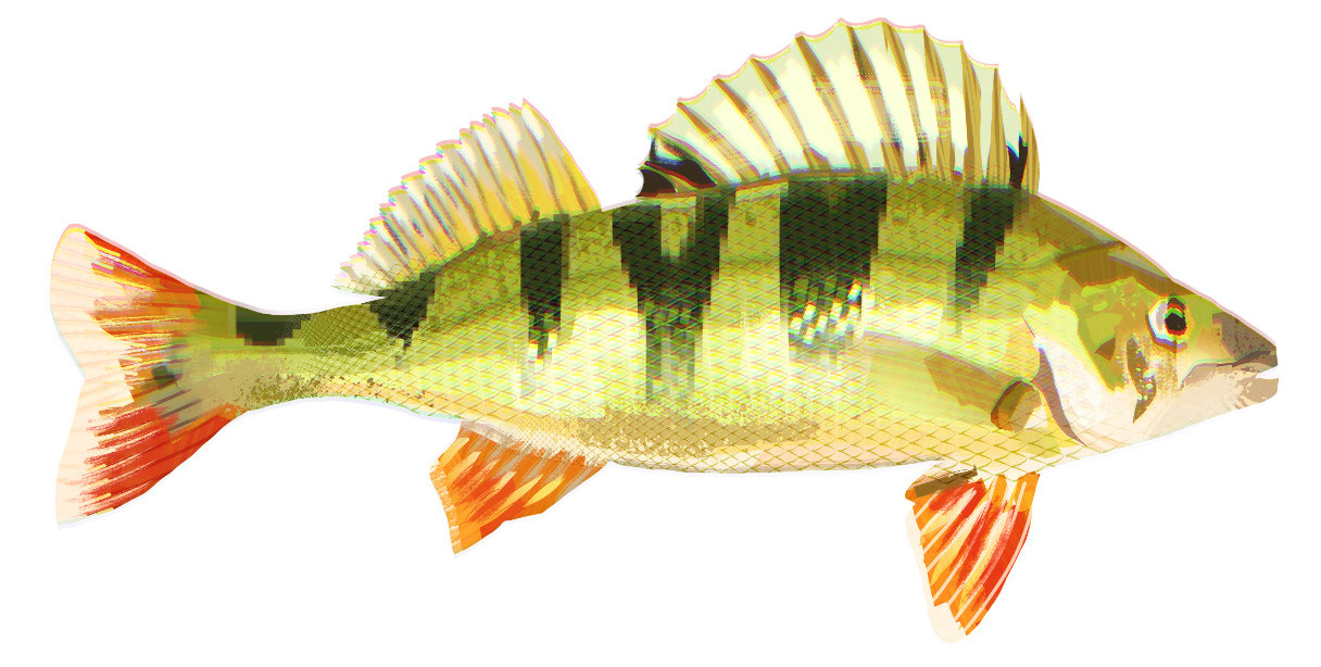 painting of a yellow perch