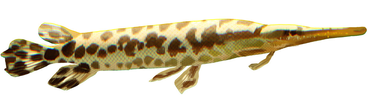 painting of a spotted gar
