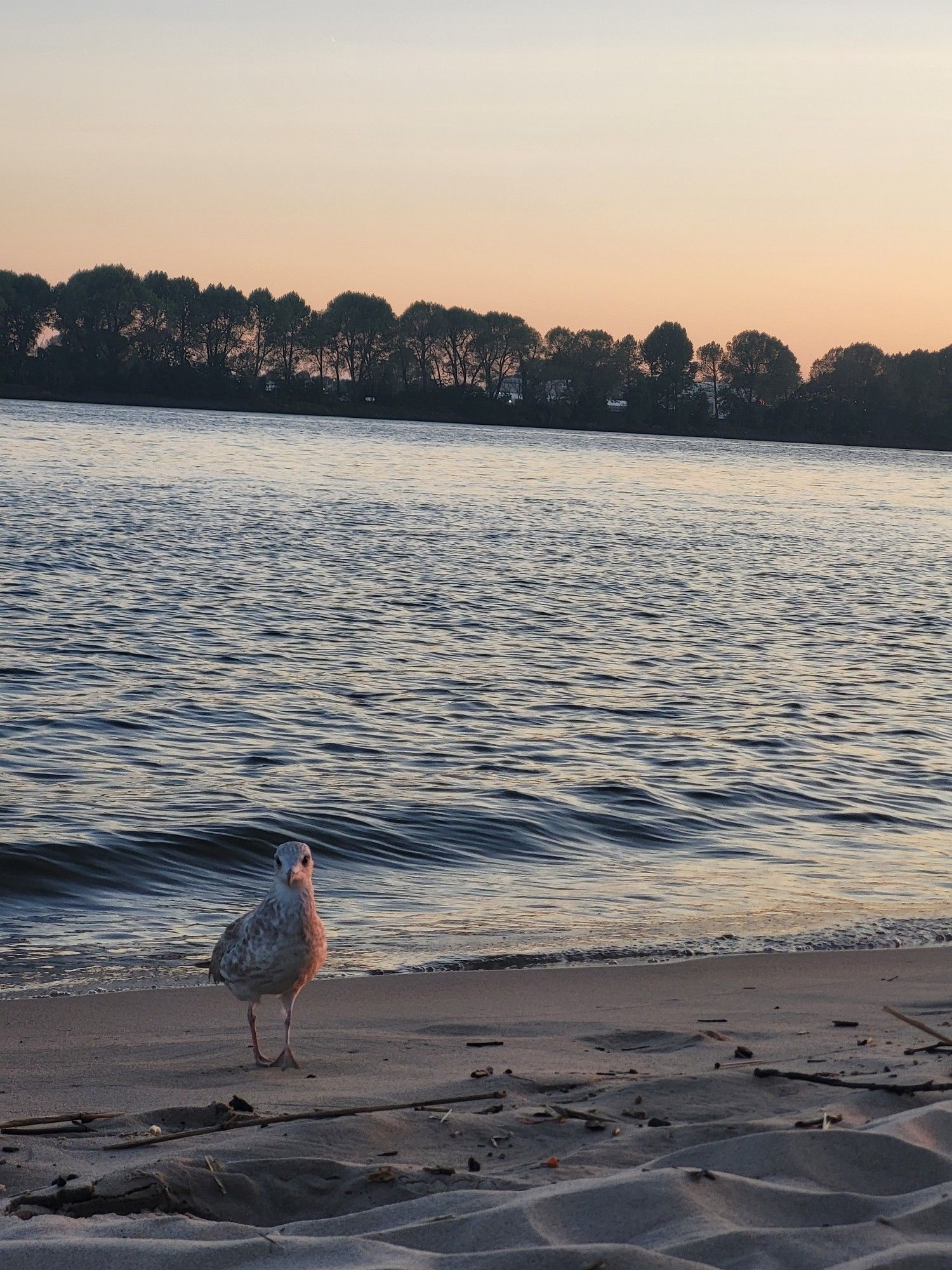 Möwe am Elbstrand