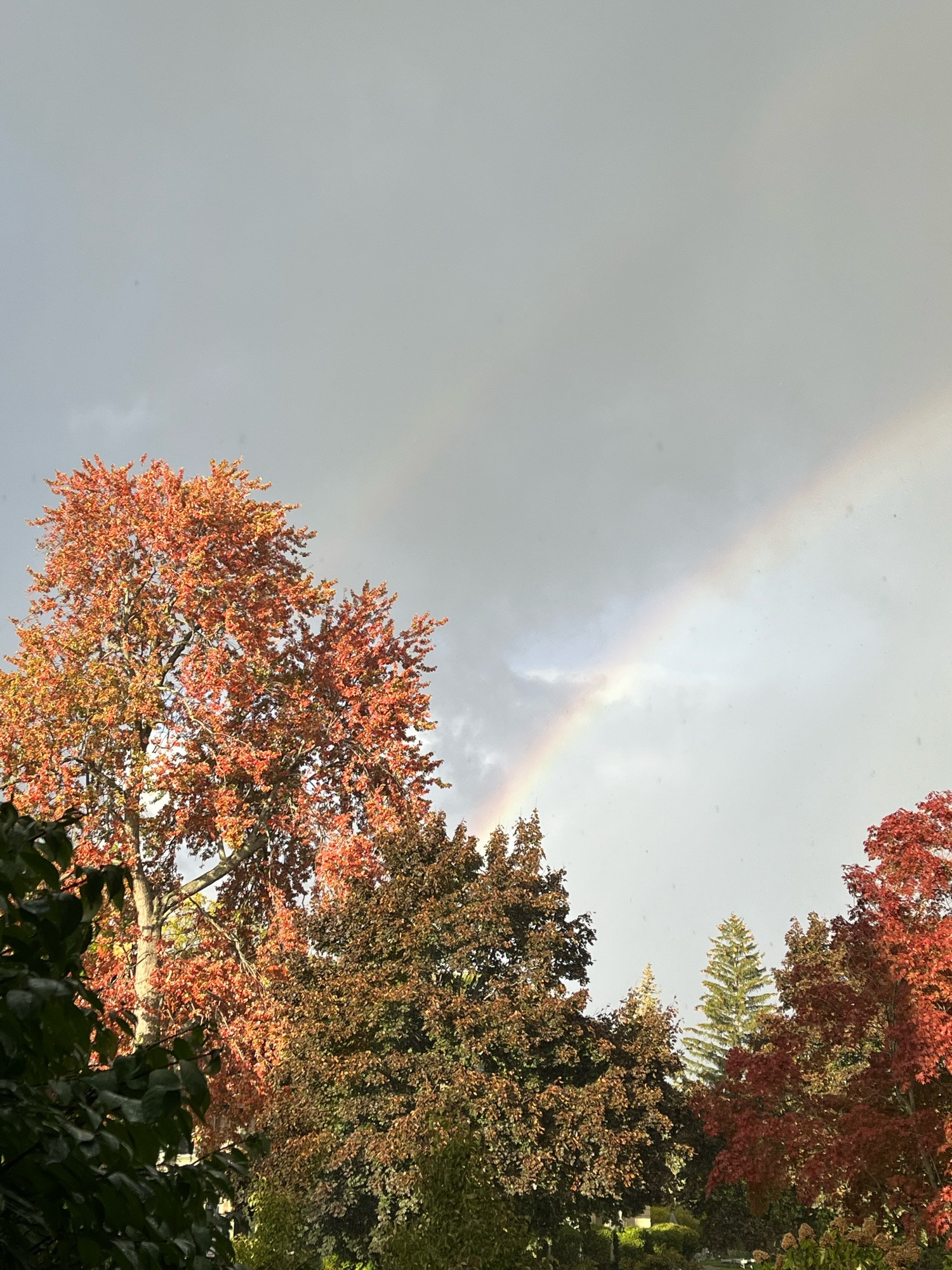 double rainbow in a grey sky; the low northern sun lighting up a melange of red and reddish-green deciduous trees; one distant evergreen 