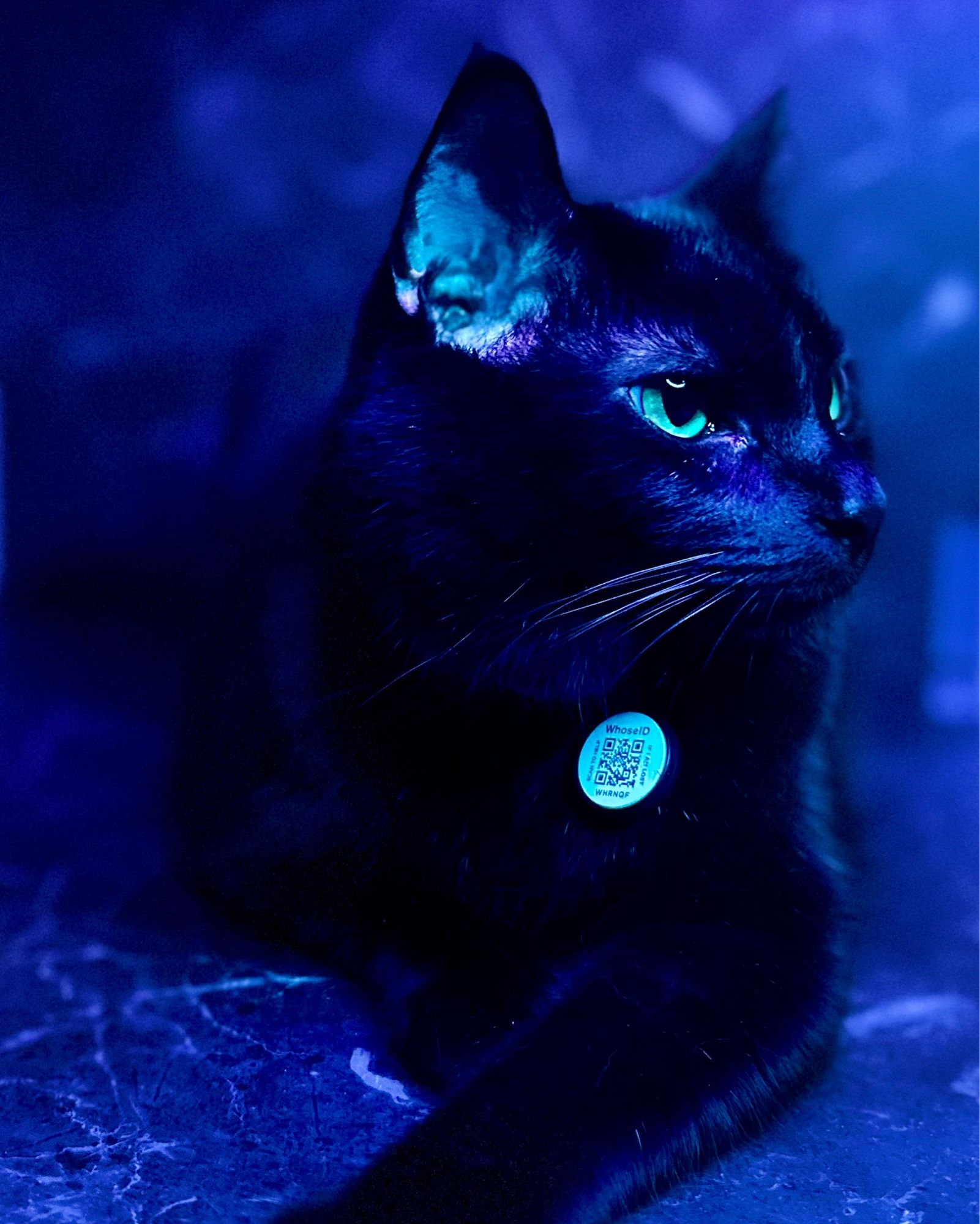 Picture of my black cat Osmodeus laying against a black marble background under a blue ring light.