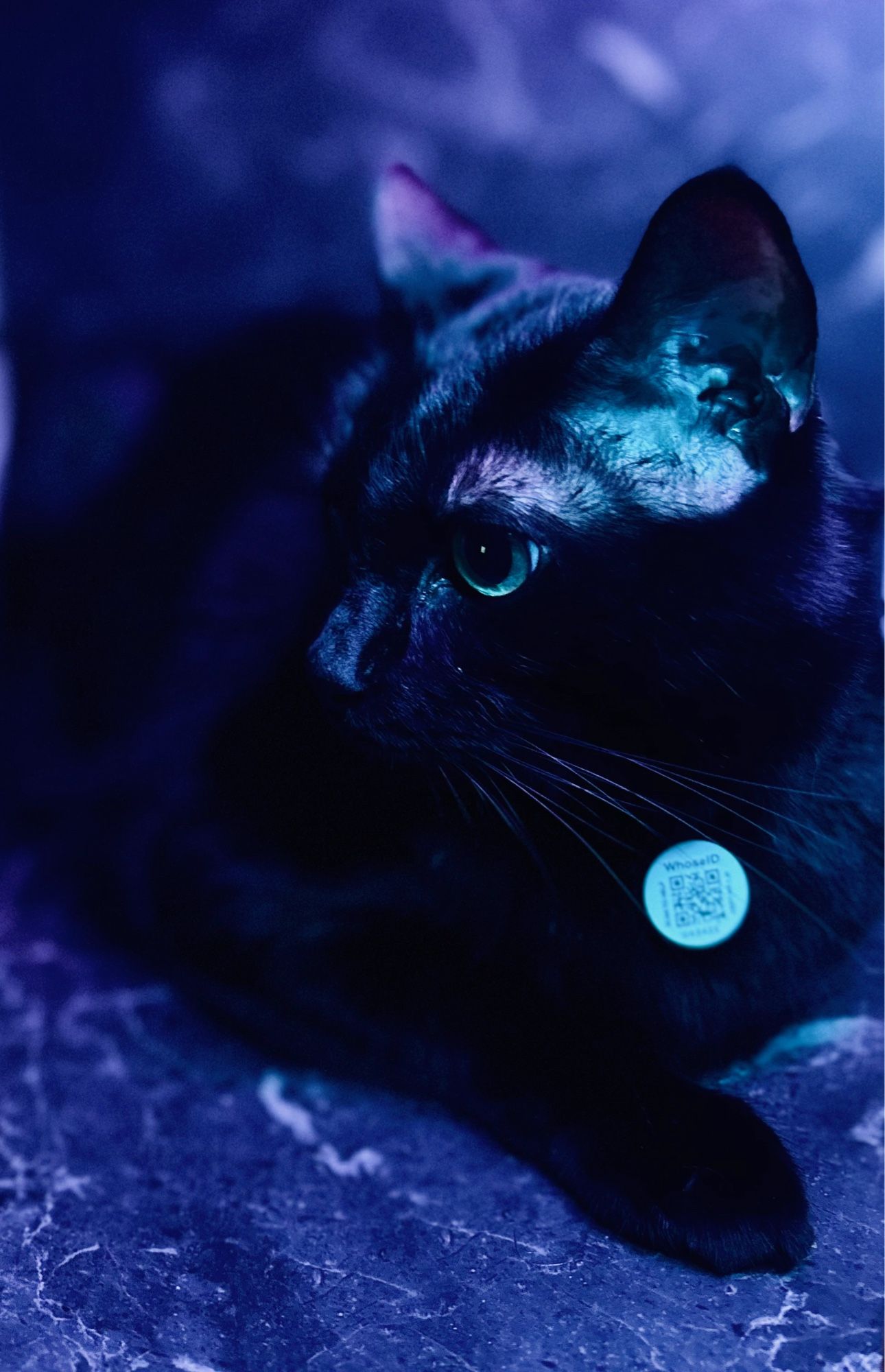 Picture of my black cat Cyrus laying against a black marble background under a blue ring light.