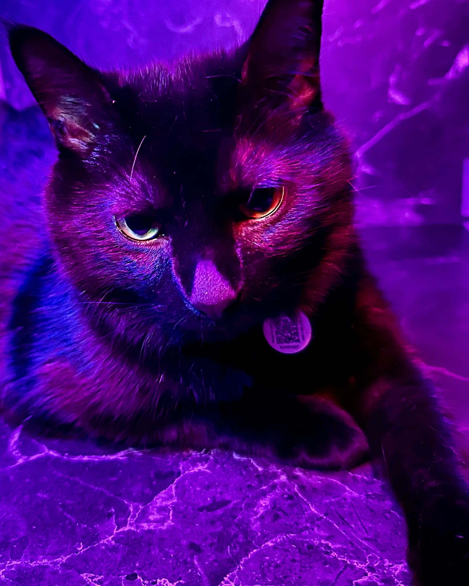 Picture of my black cat Osmodeus laying against a black marble background under a purple ring light.