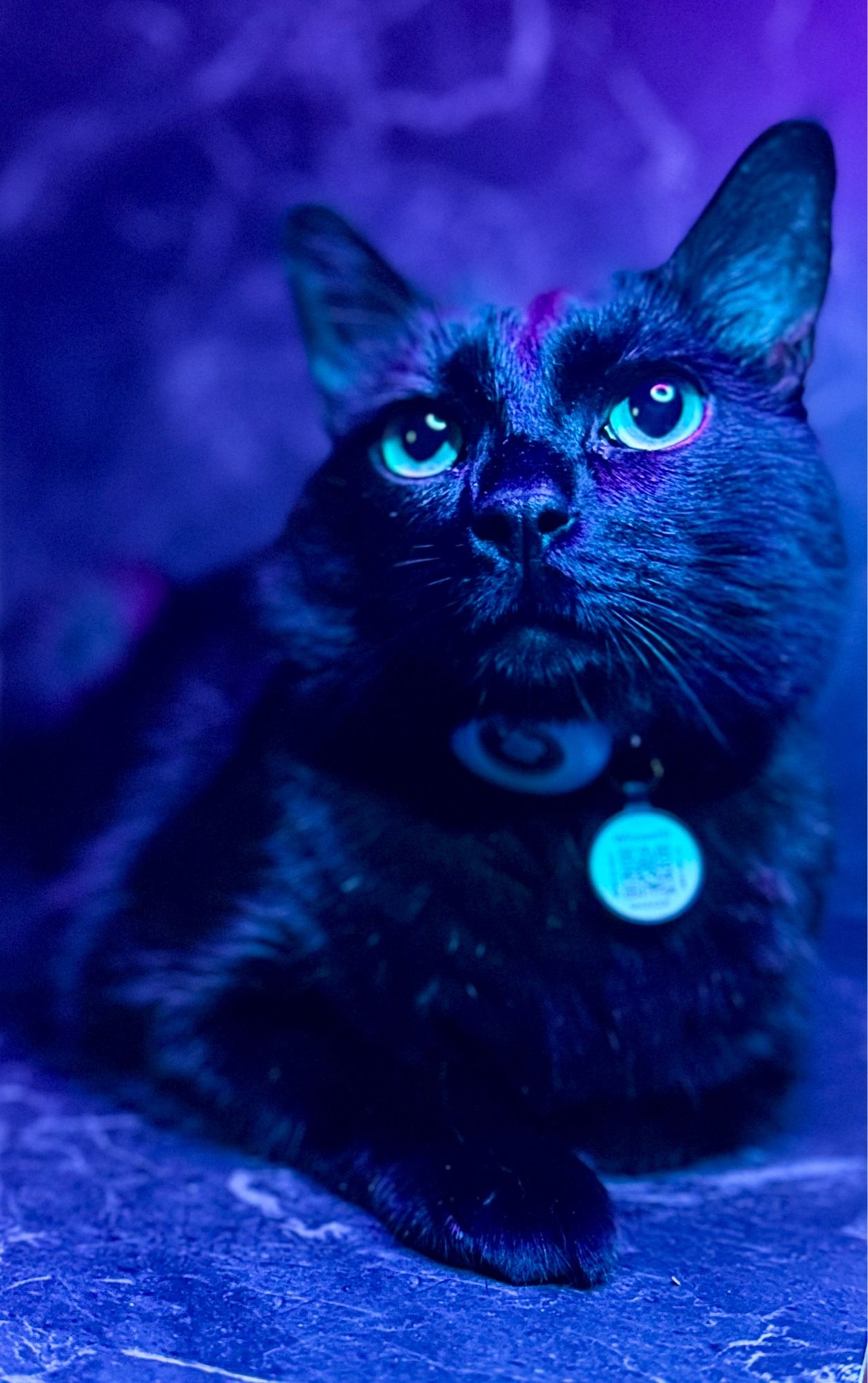 Picture of my black cat Cyrus laying against a black marble background under a blue ring light.