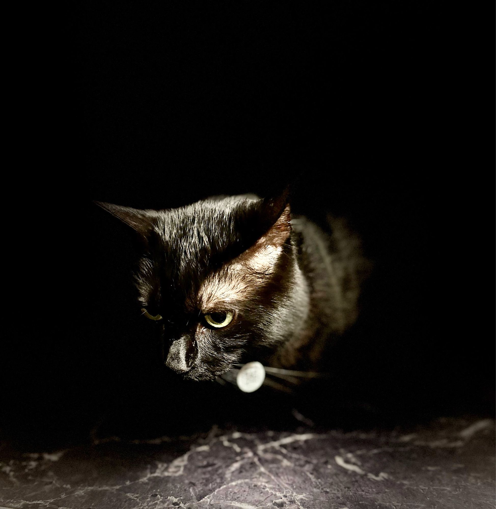 Image of my black cat Cyrus under spotlight.