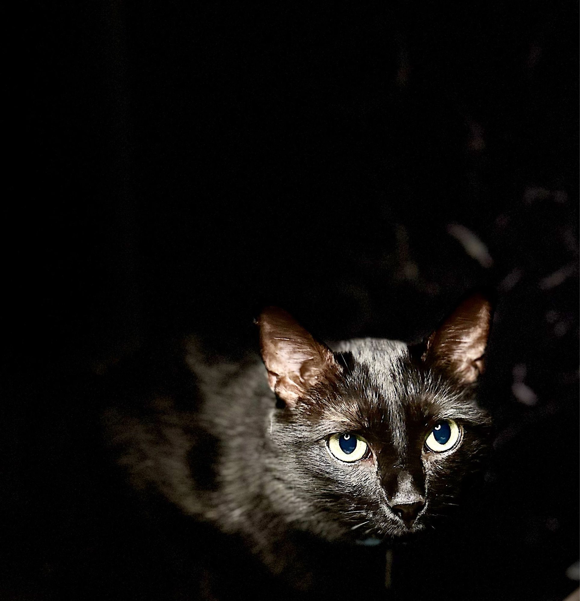 Image of my black cat Cyrus under spotlight.